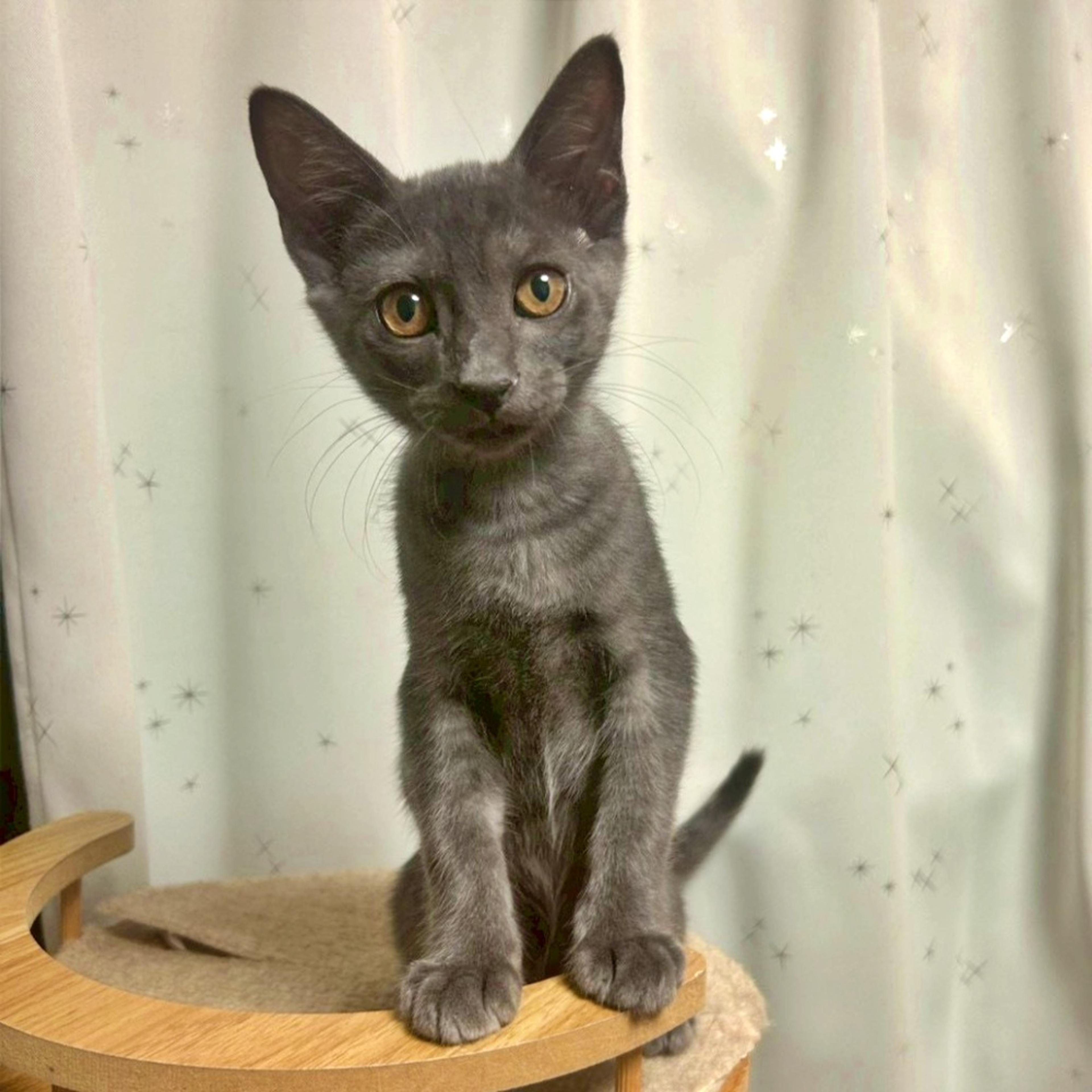pet-image-2