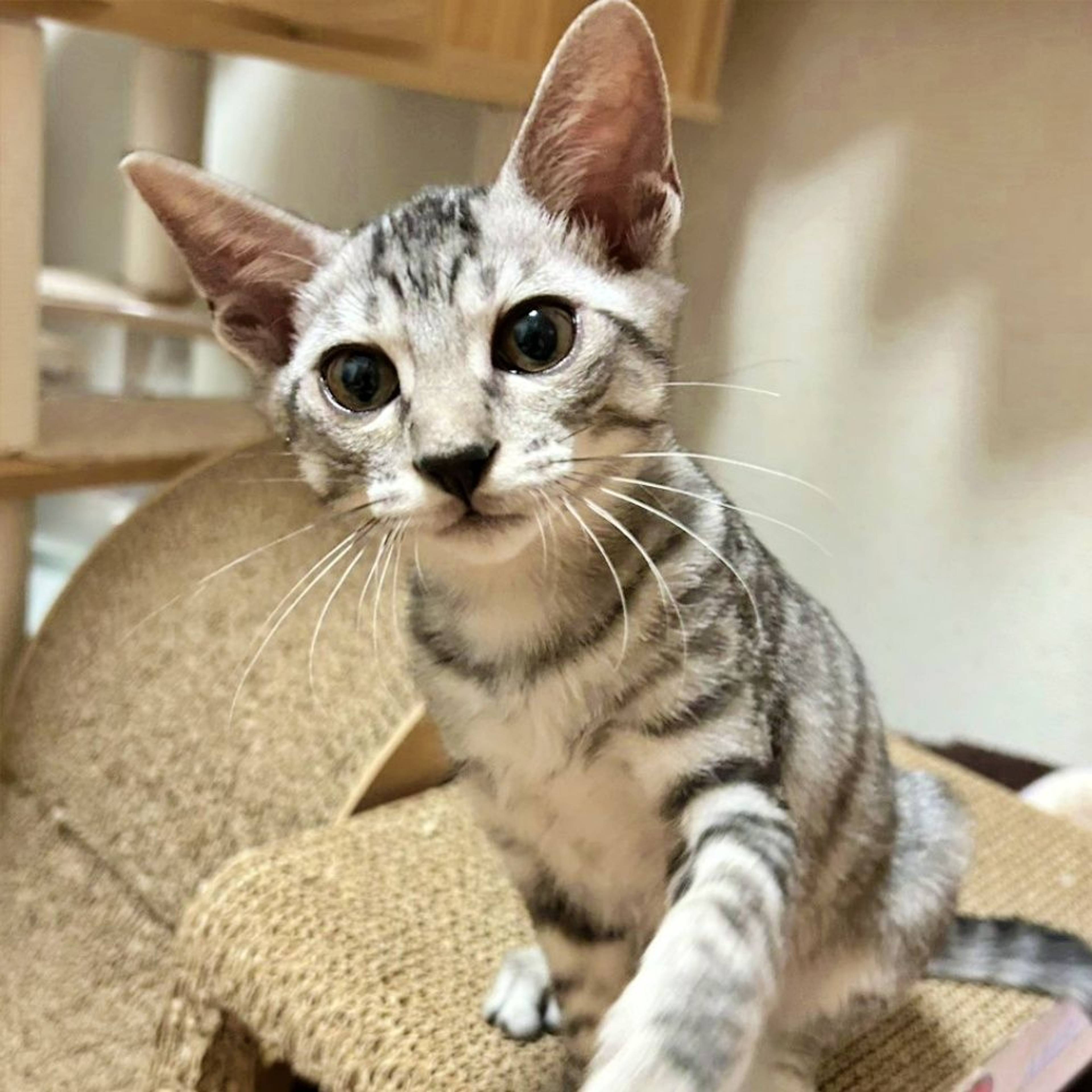 雑種（ミックス猫）・オスの里親募集の写真