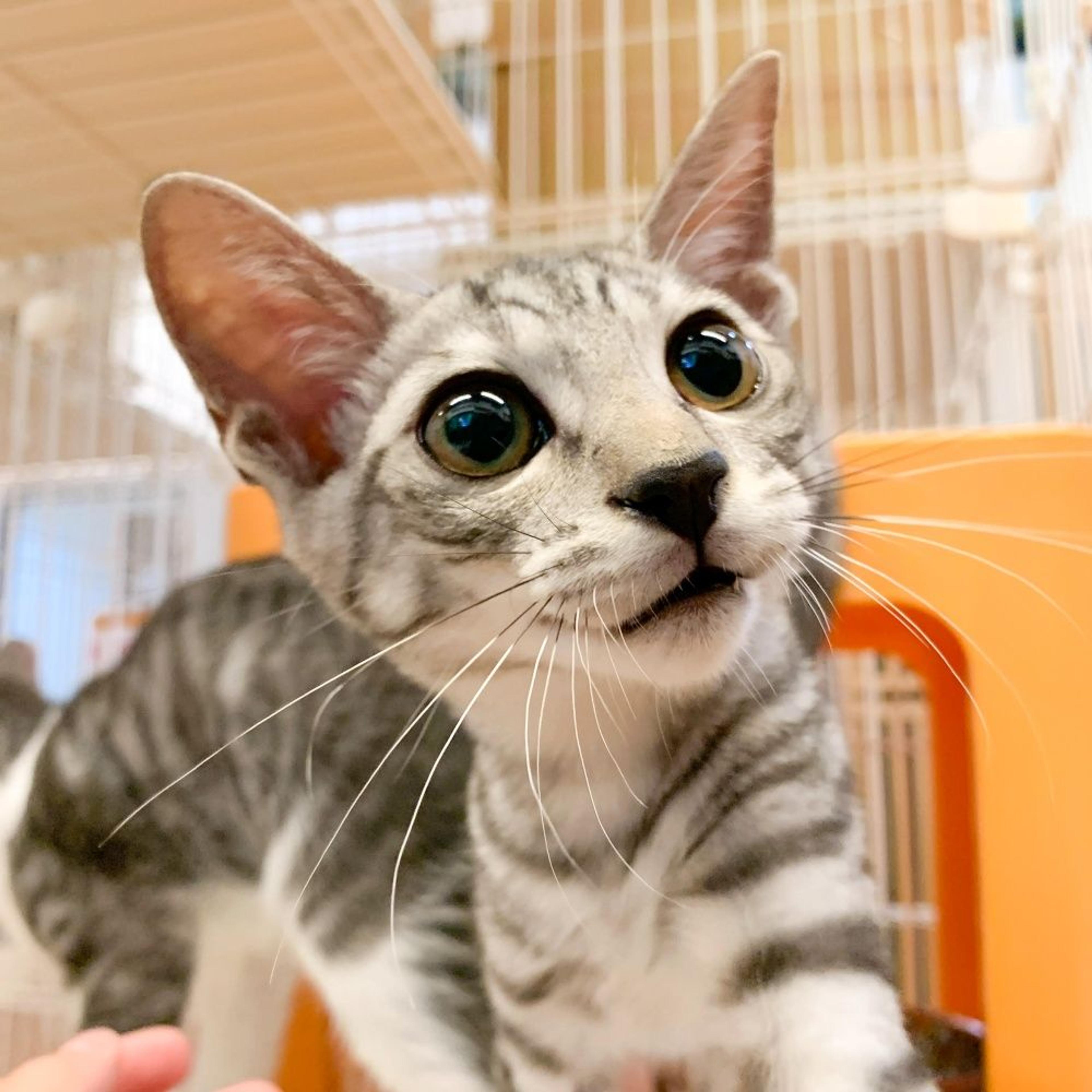 pet-image-2
