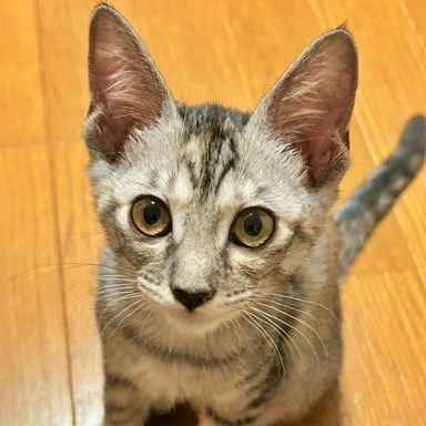 ひな(雛)の写真