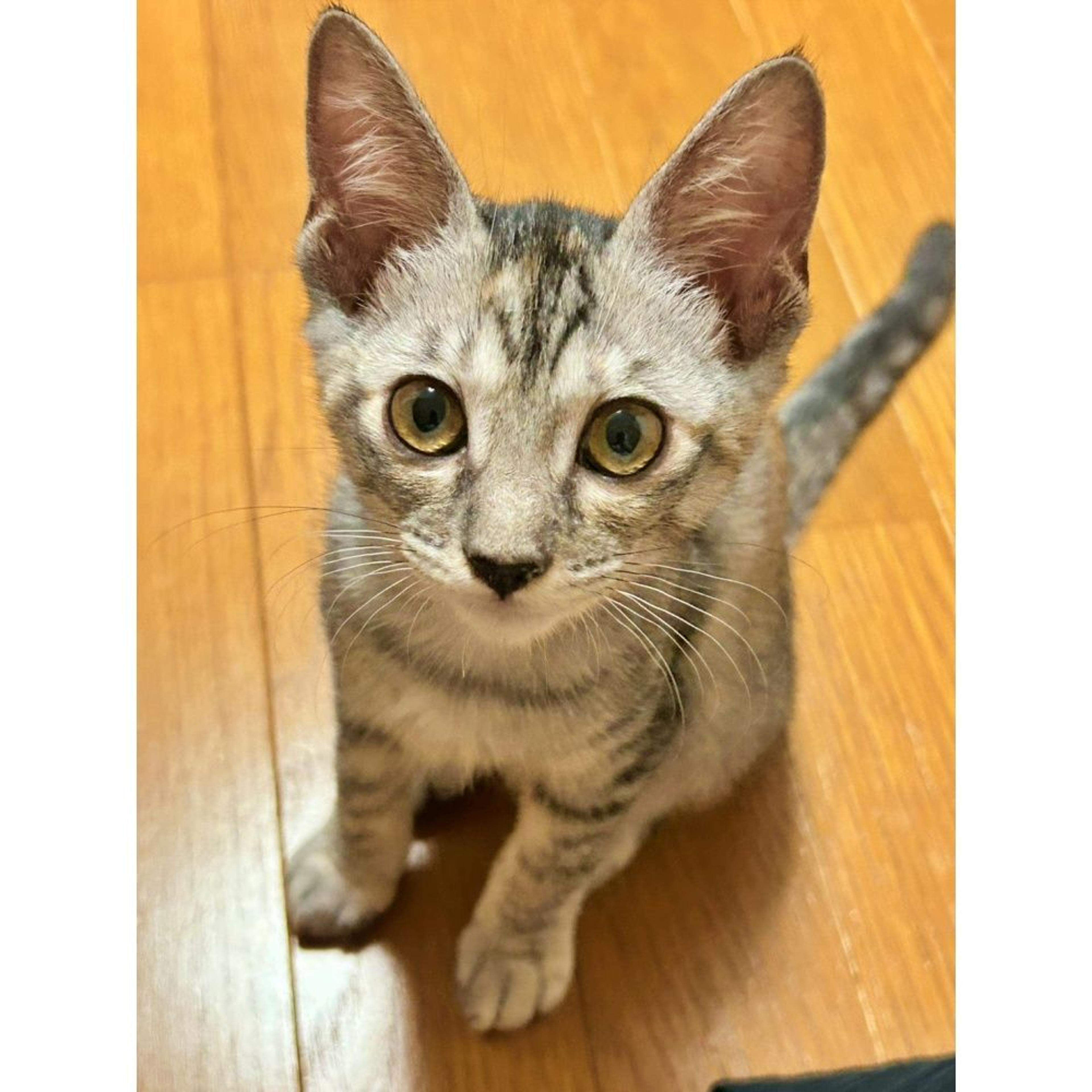 pet-image-6