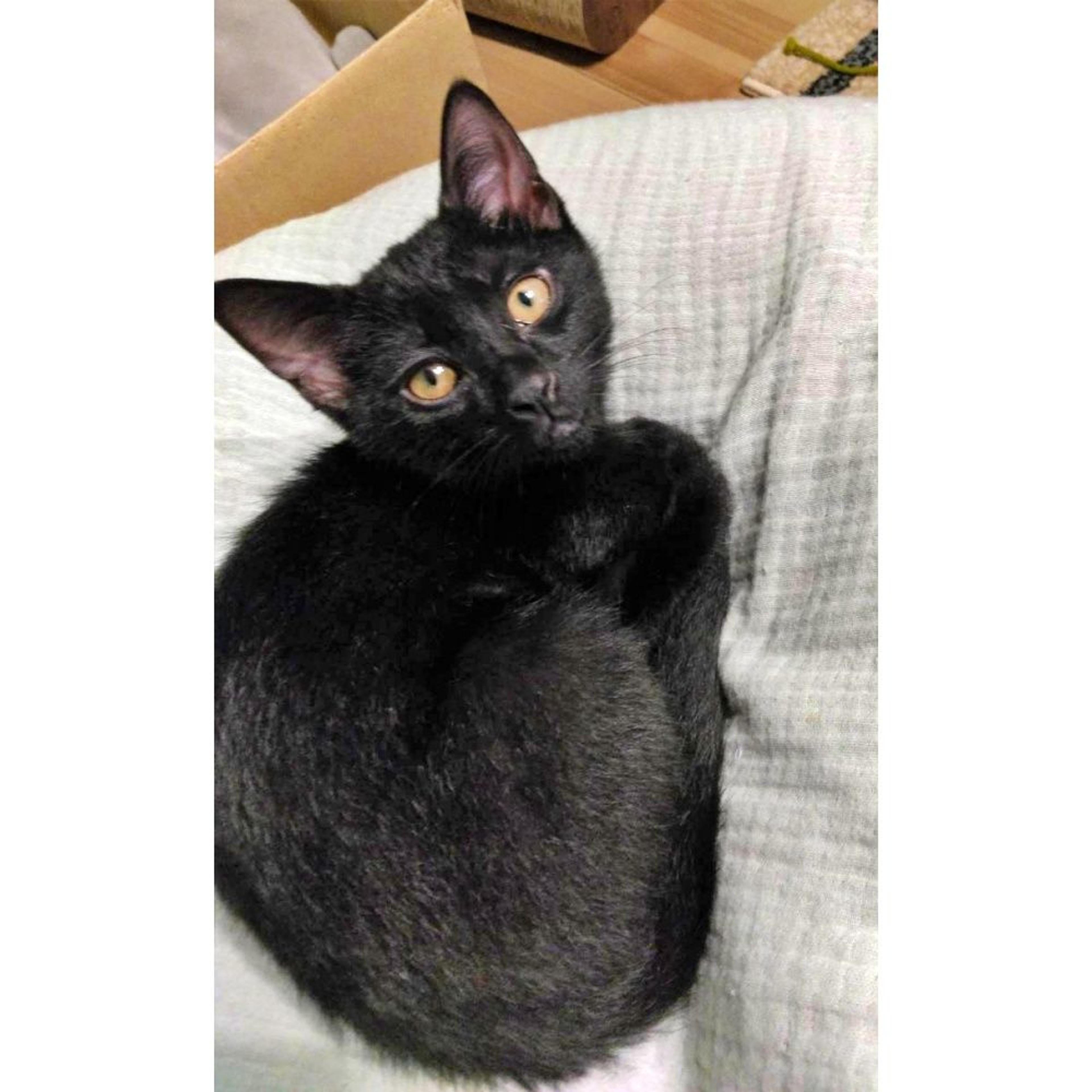 pet-image-3