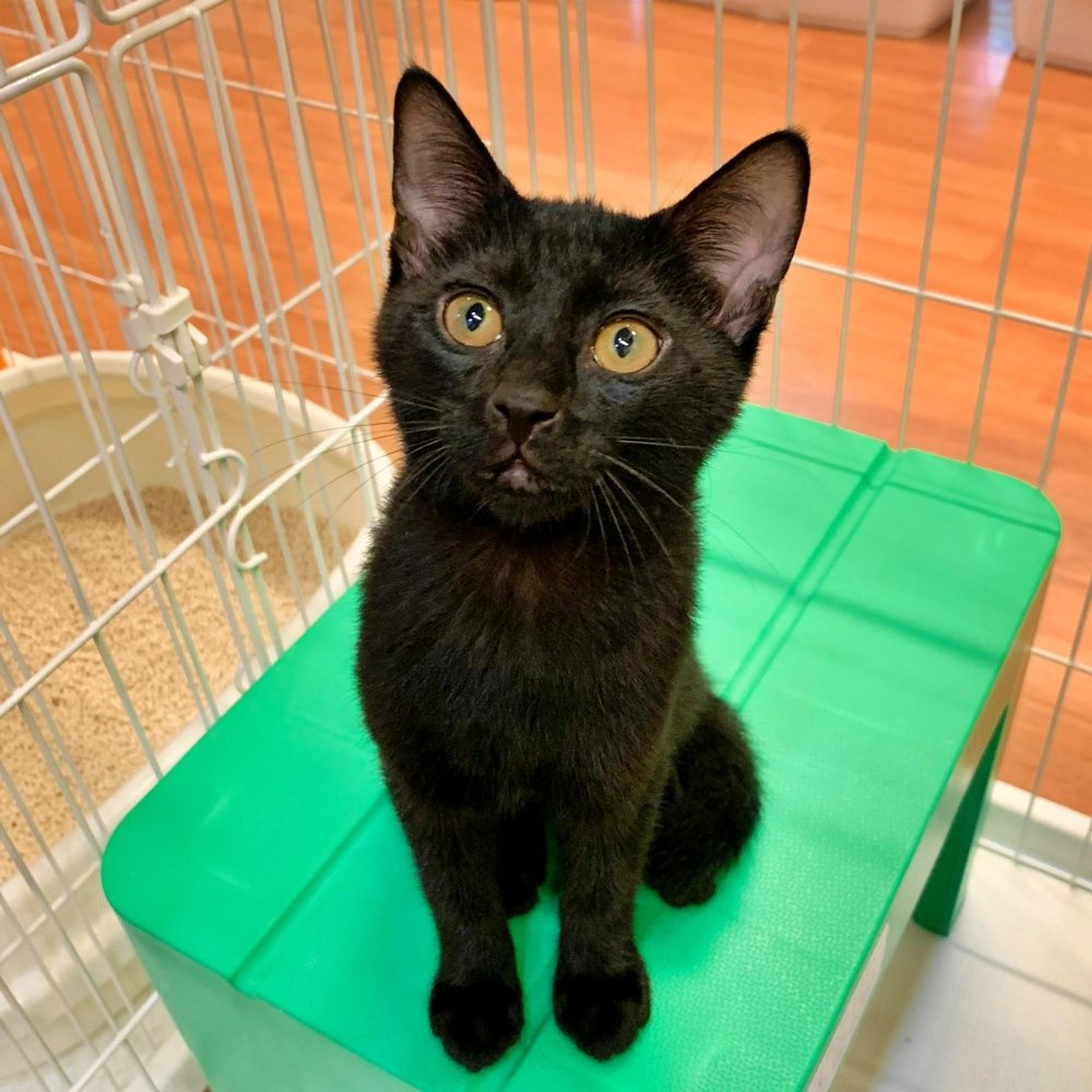 pet-image-7