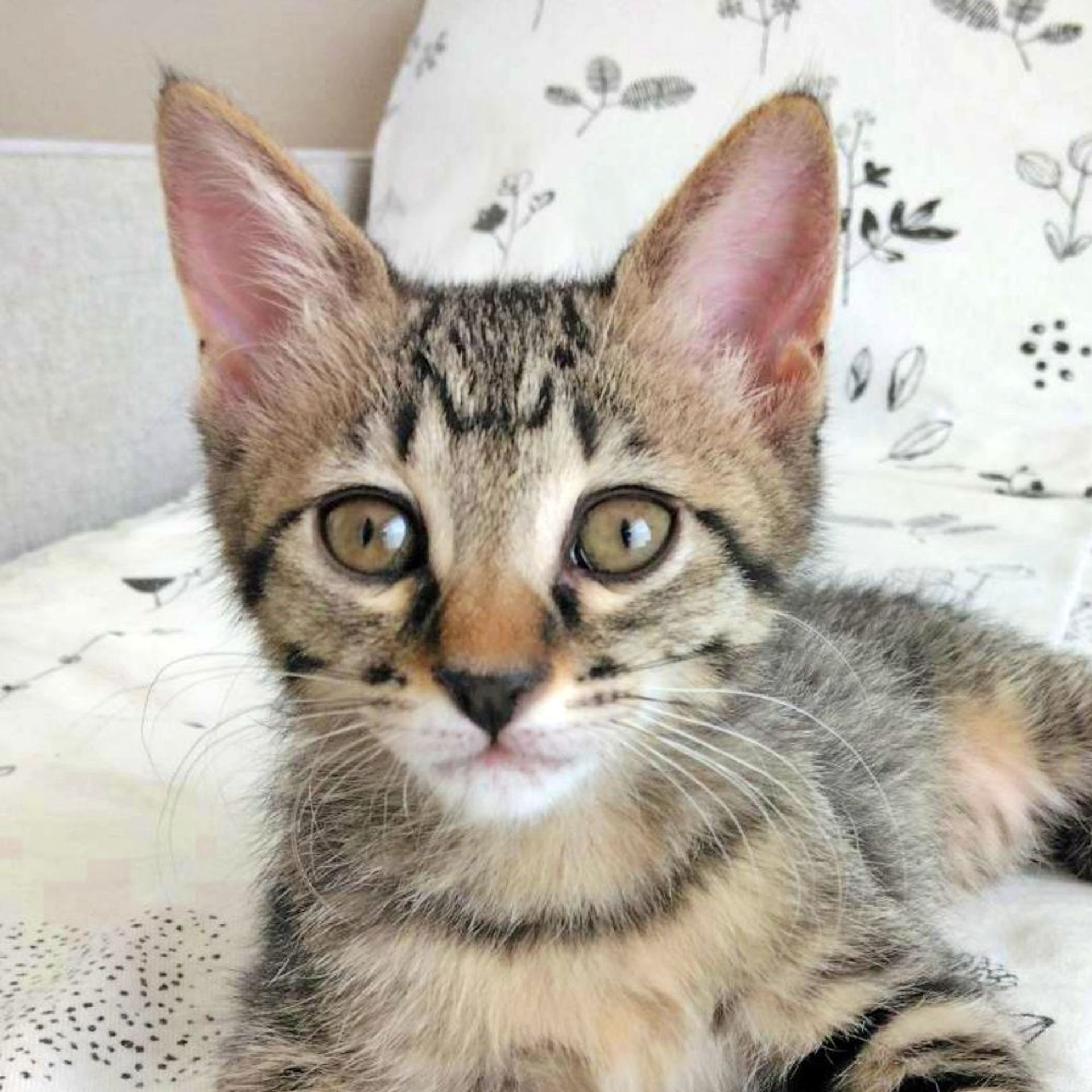 雑種（ミックス猫）・メスの里親募集の写真