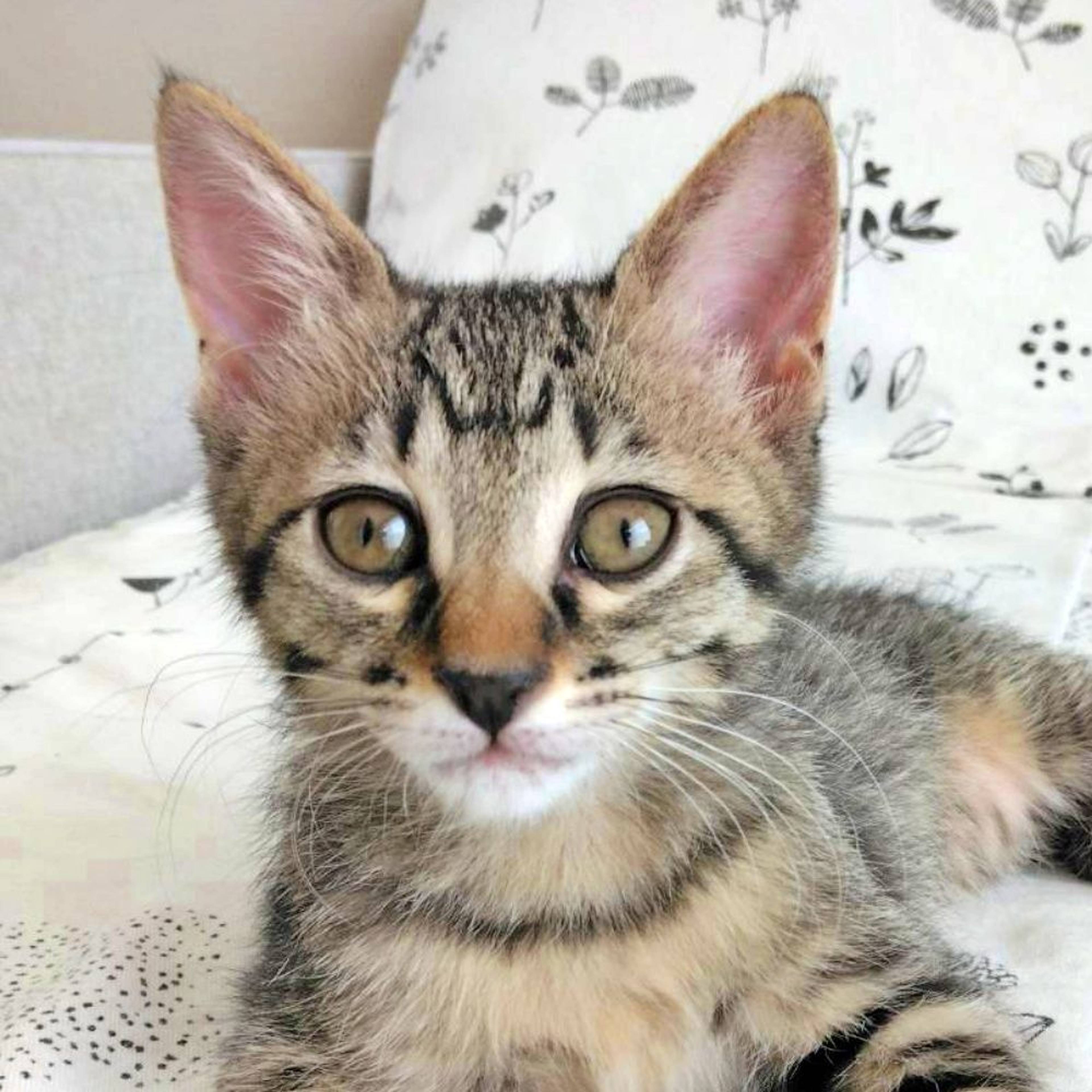 雑種（ミックス猫）・メスの里親募集の写真