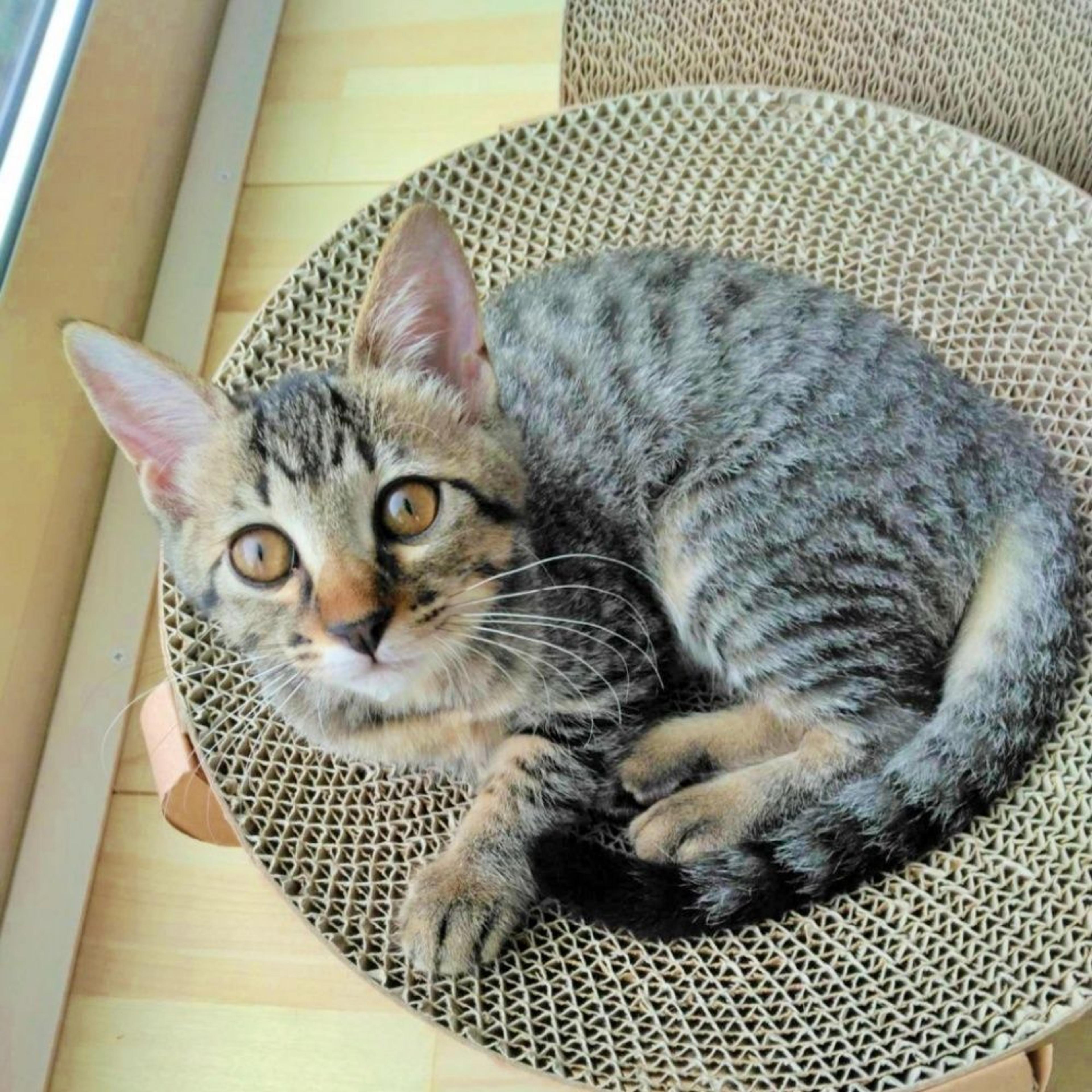 pet-image-2
