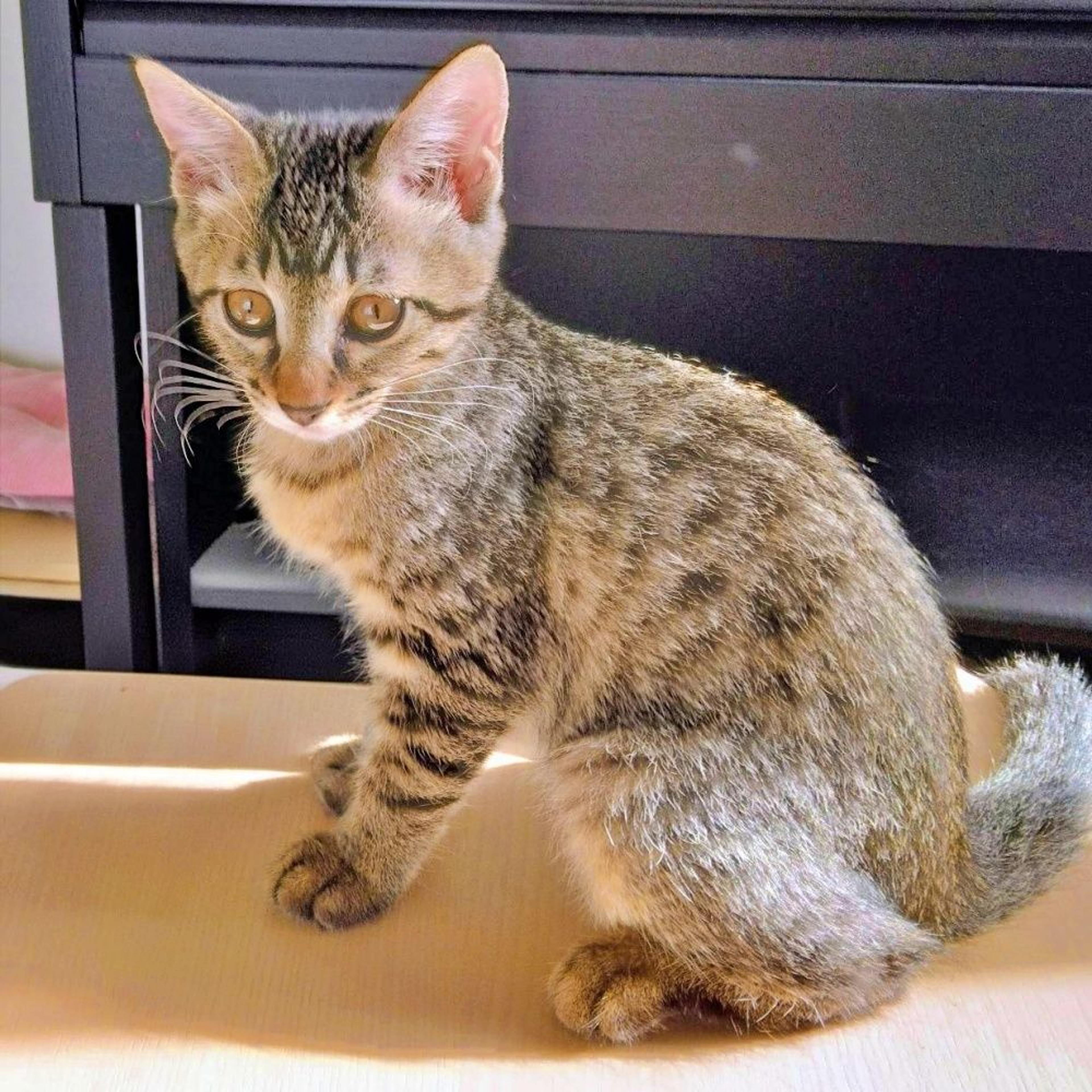 pet-image-7