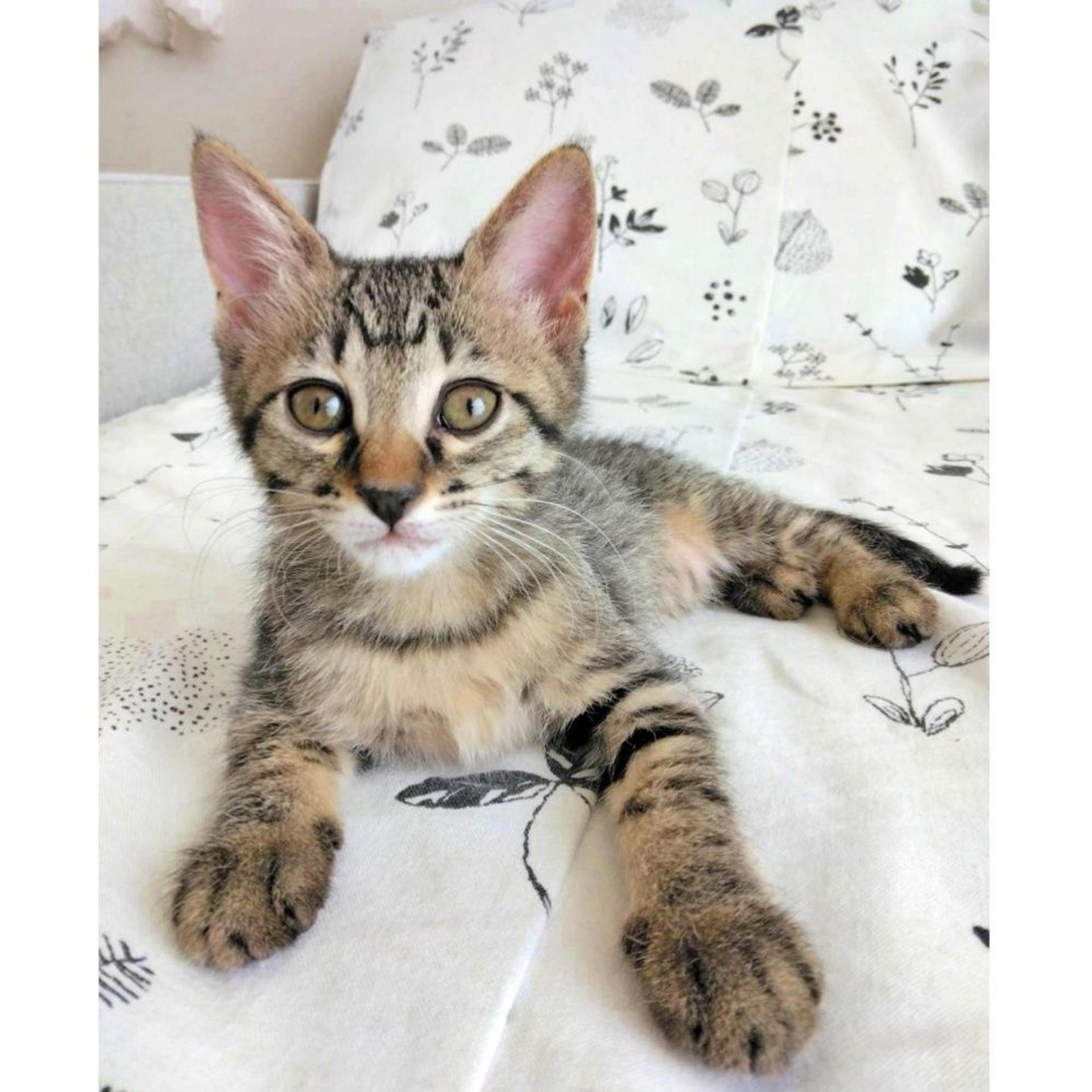 pet-image-8