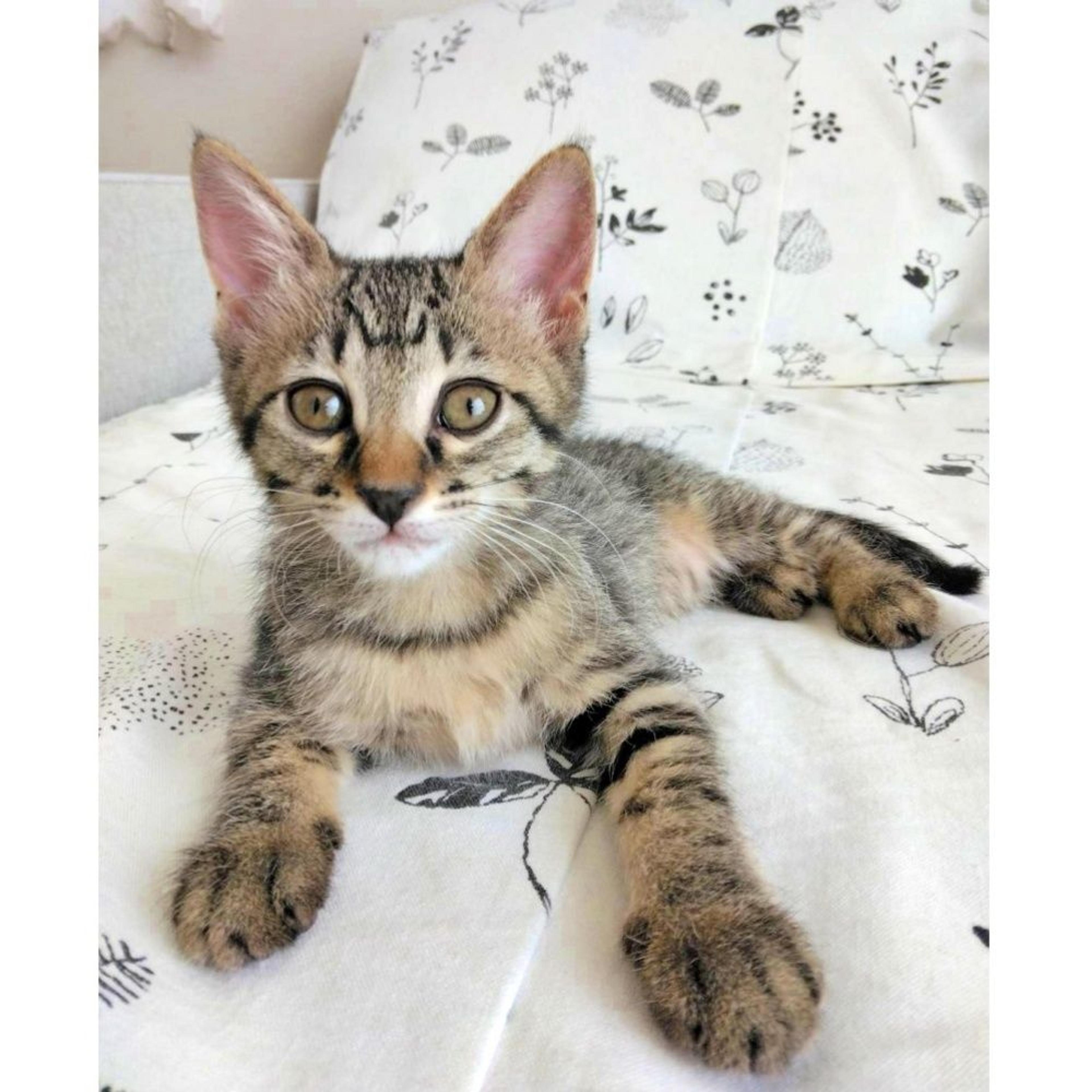 pet-image-8