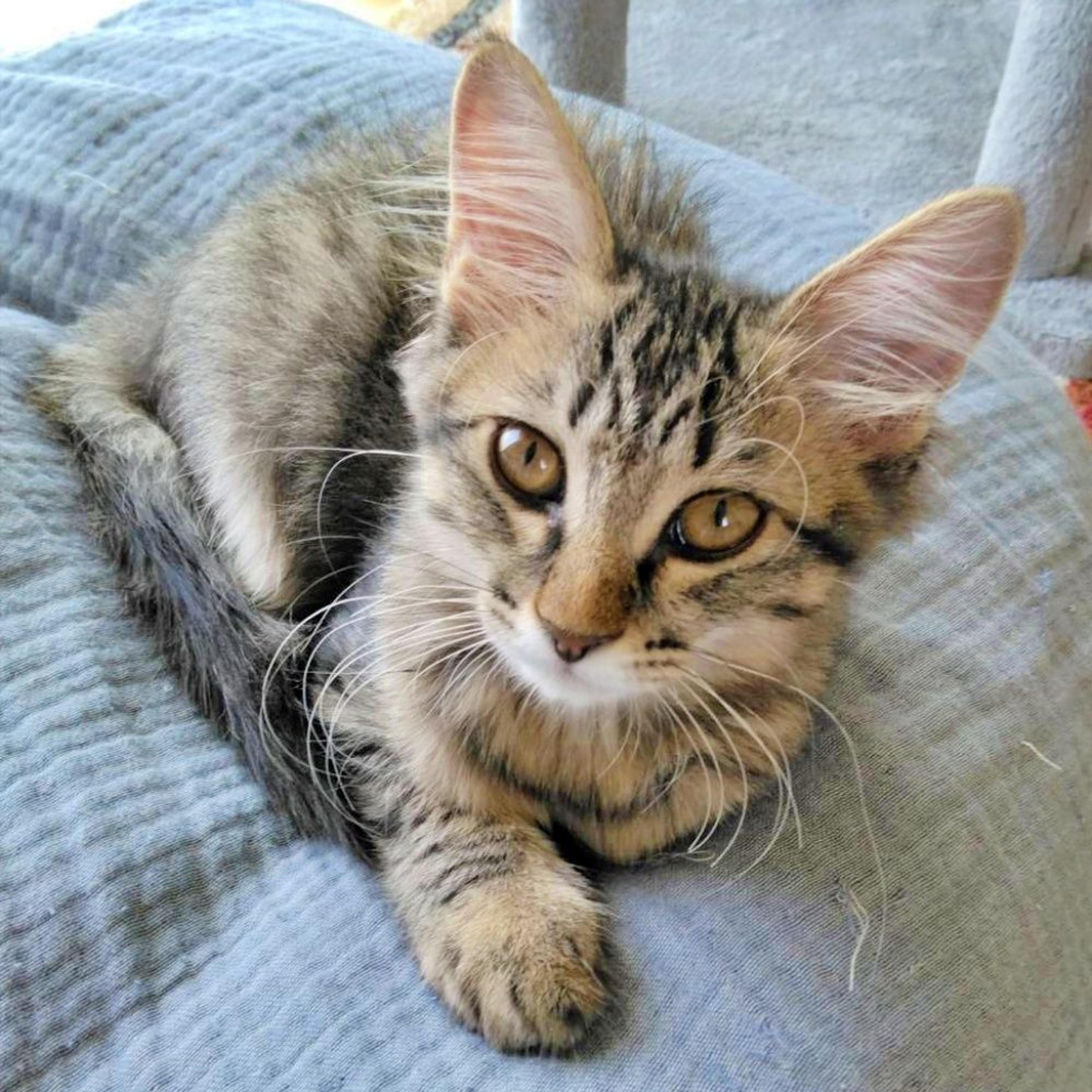 pet-image-2