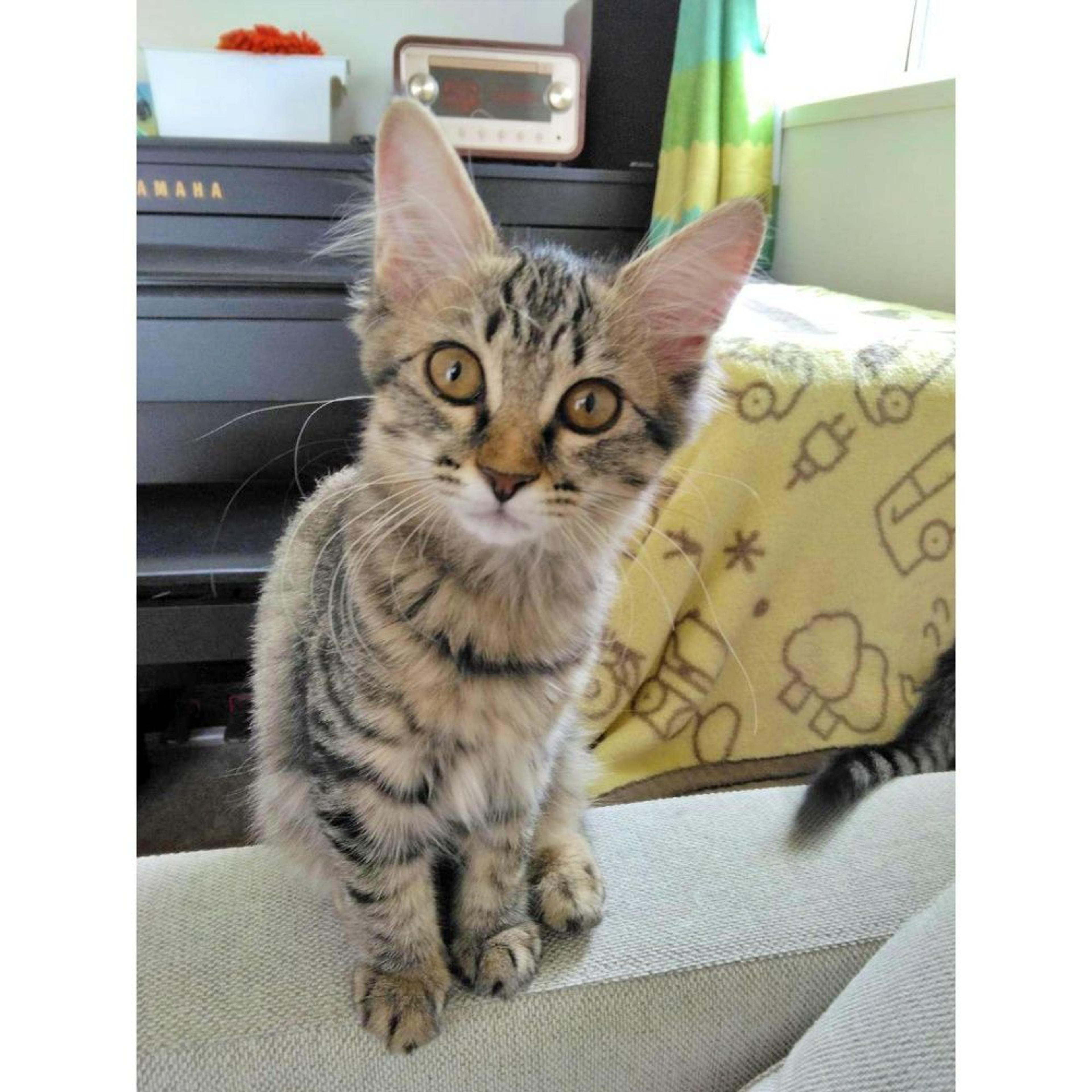 pet-image-3