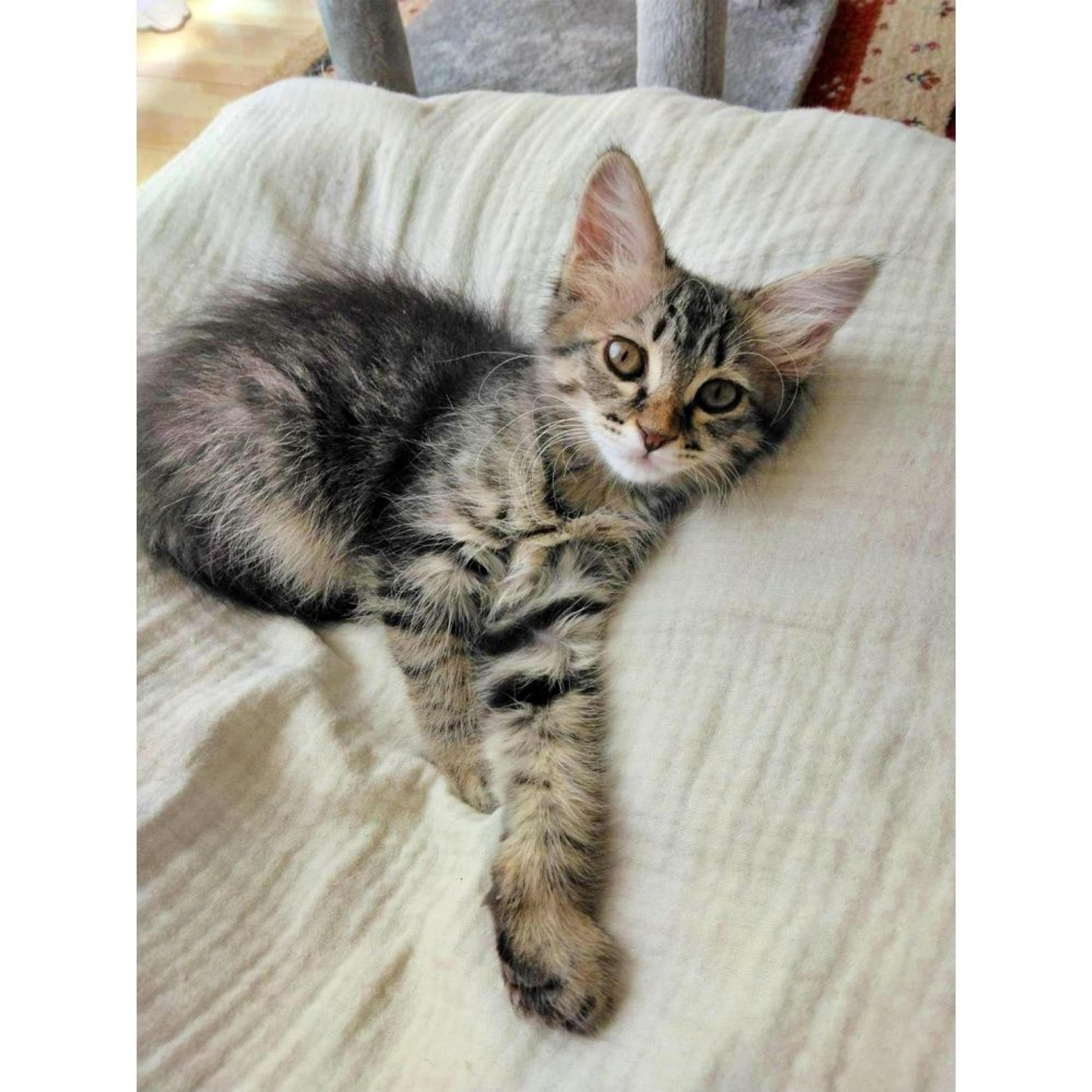pet-image-7