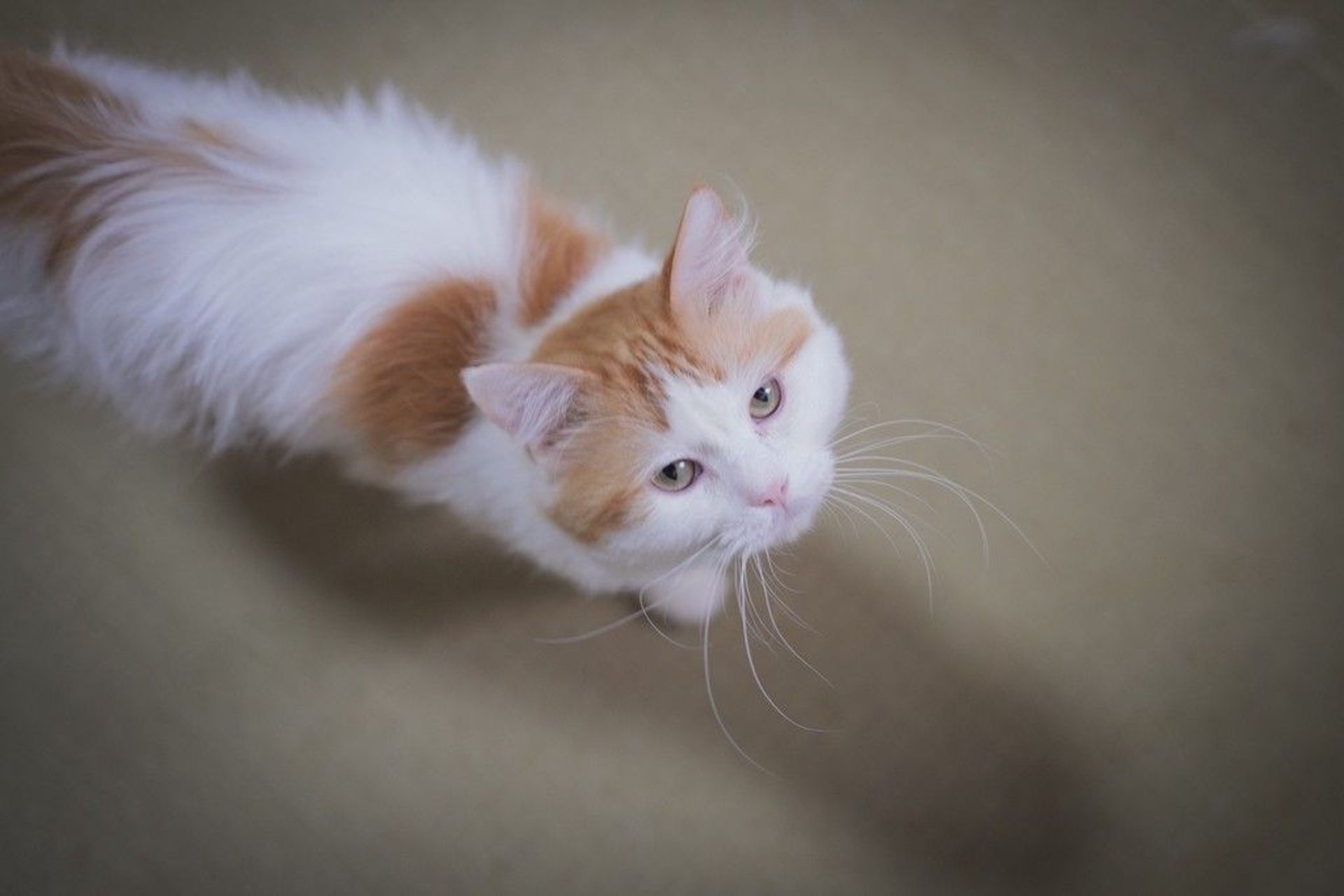 雑種（ミックス猫）・オスの里親募集の写真