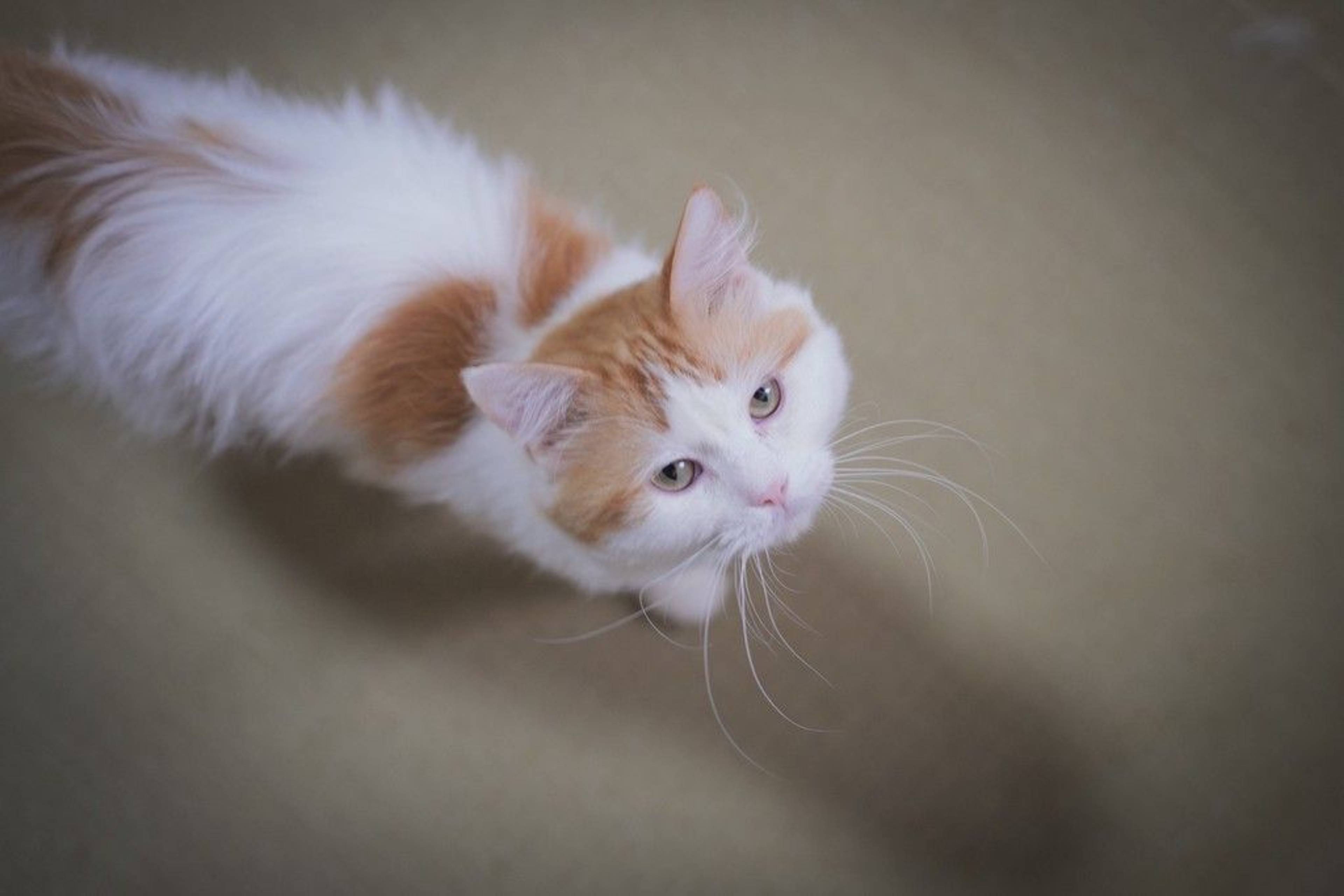 雑種（ミックス猫）・オスの里親募集の写真