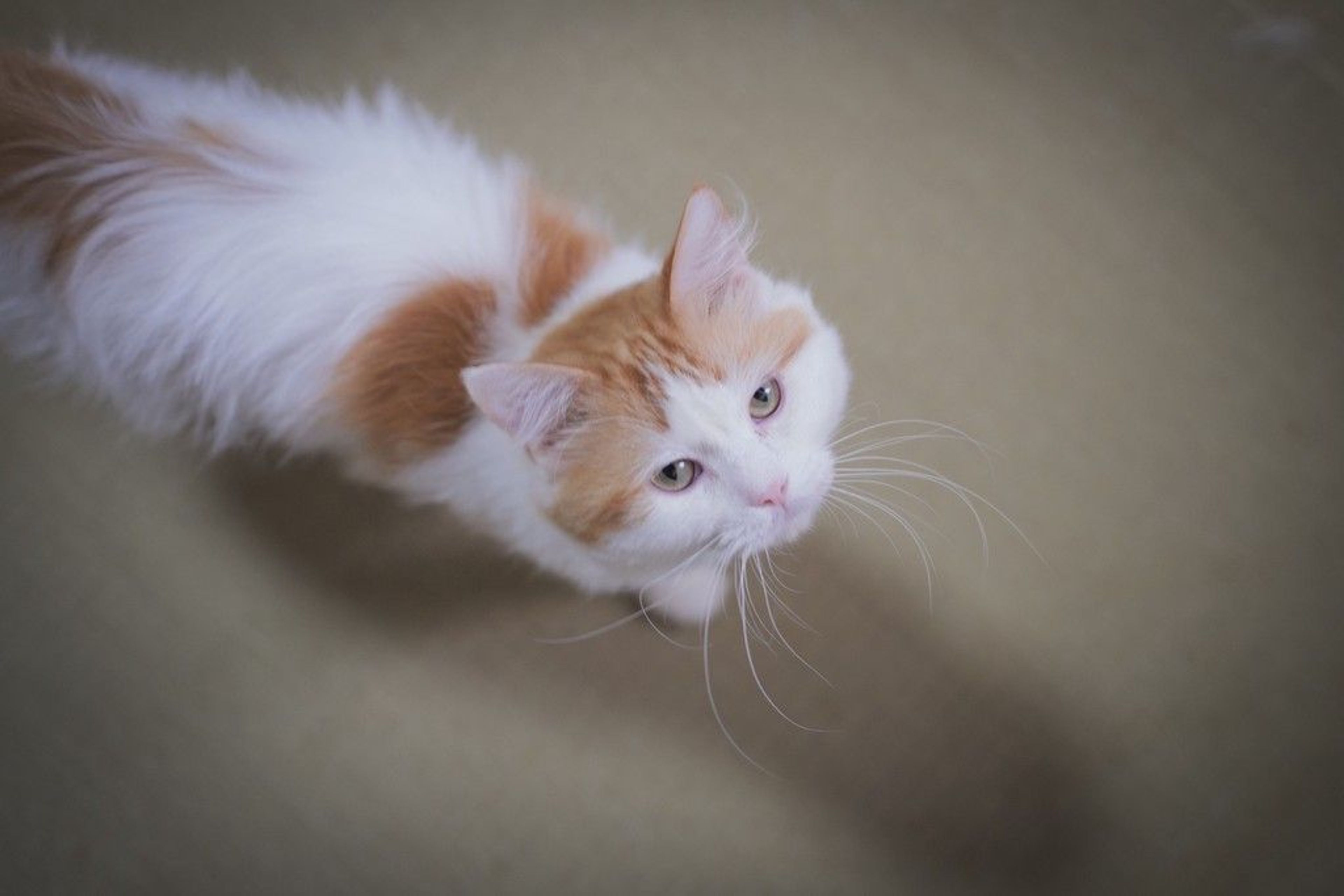 雑種（ミックス猫）・オスの里親募集の写真