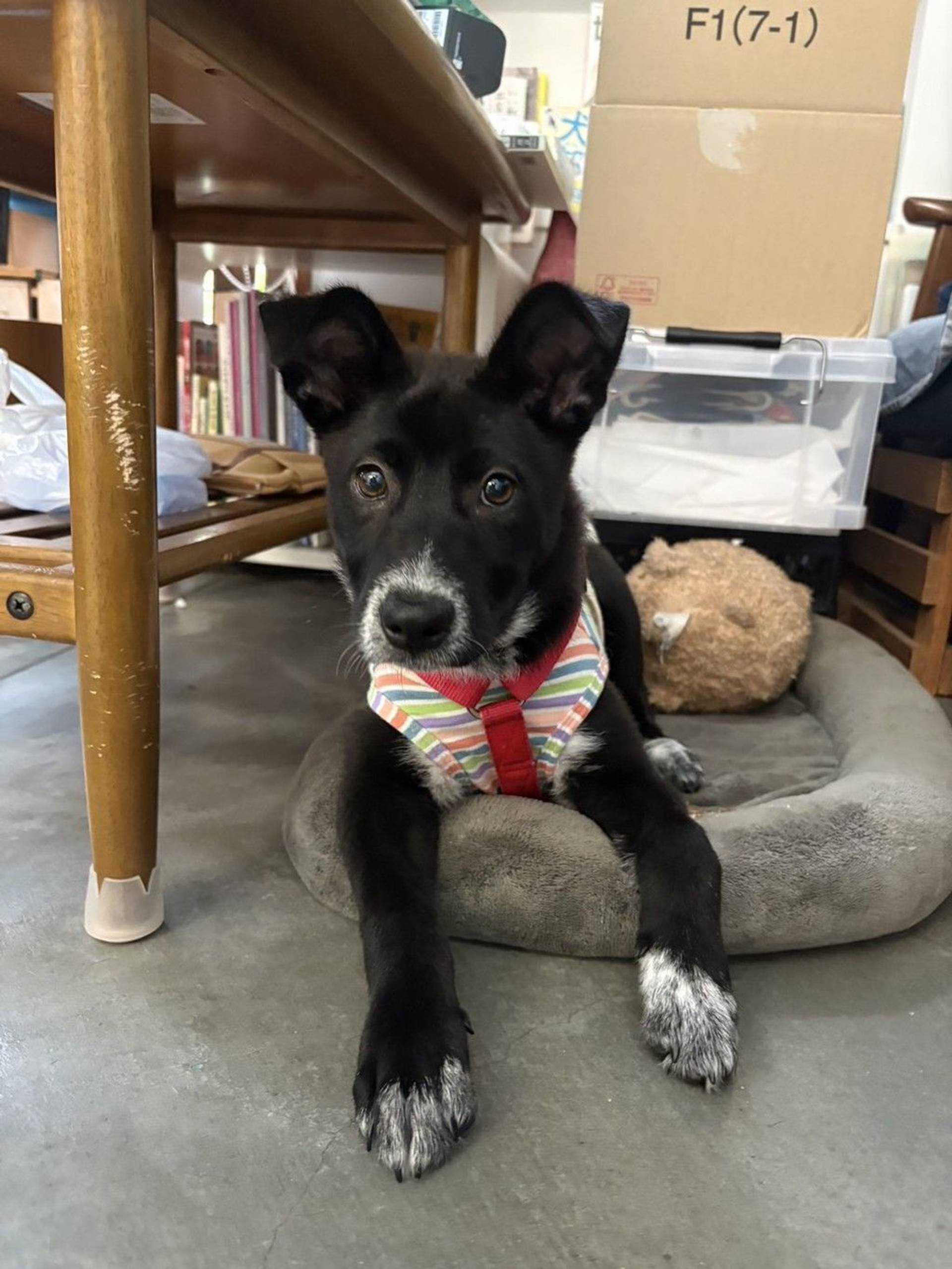 雑種（ミックス犬）・メスの里親募集の写真