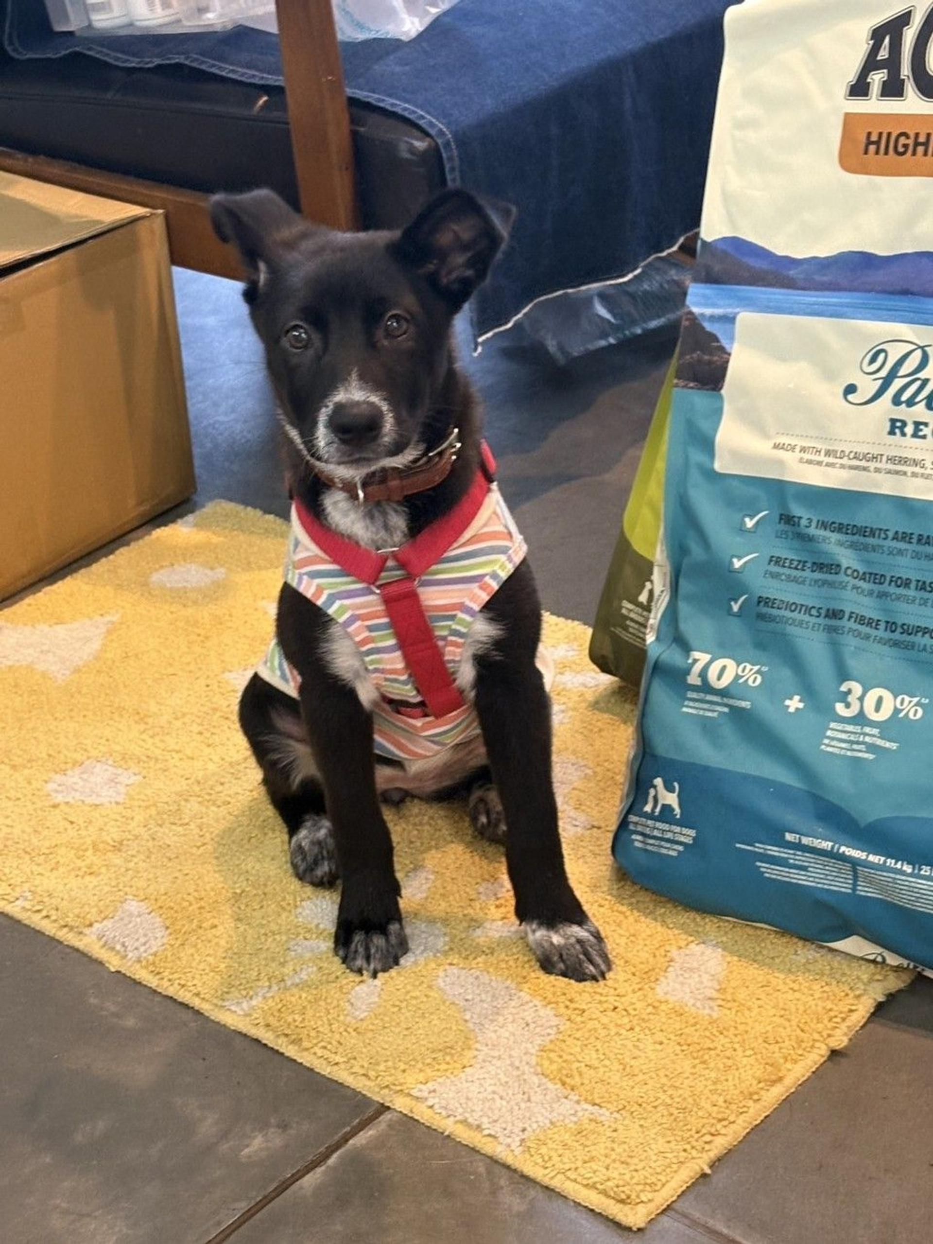 pet-image-2