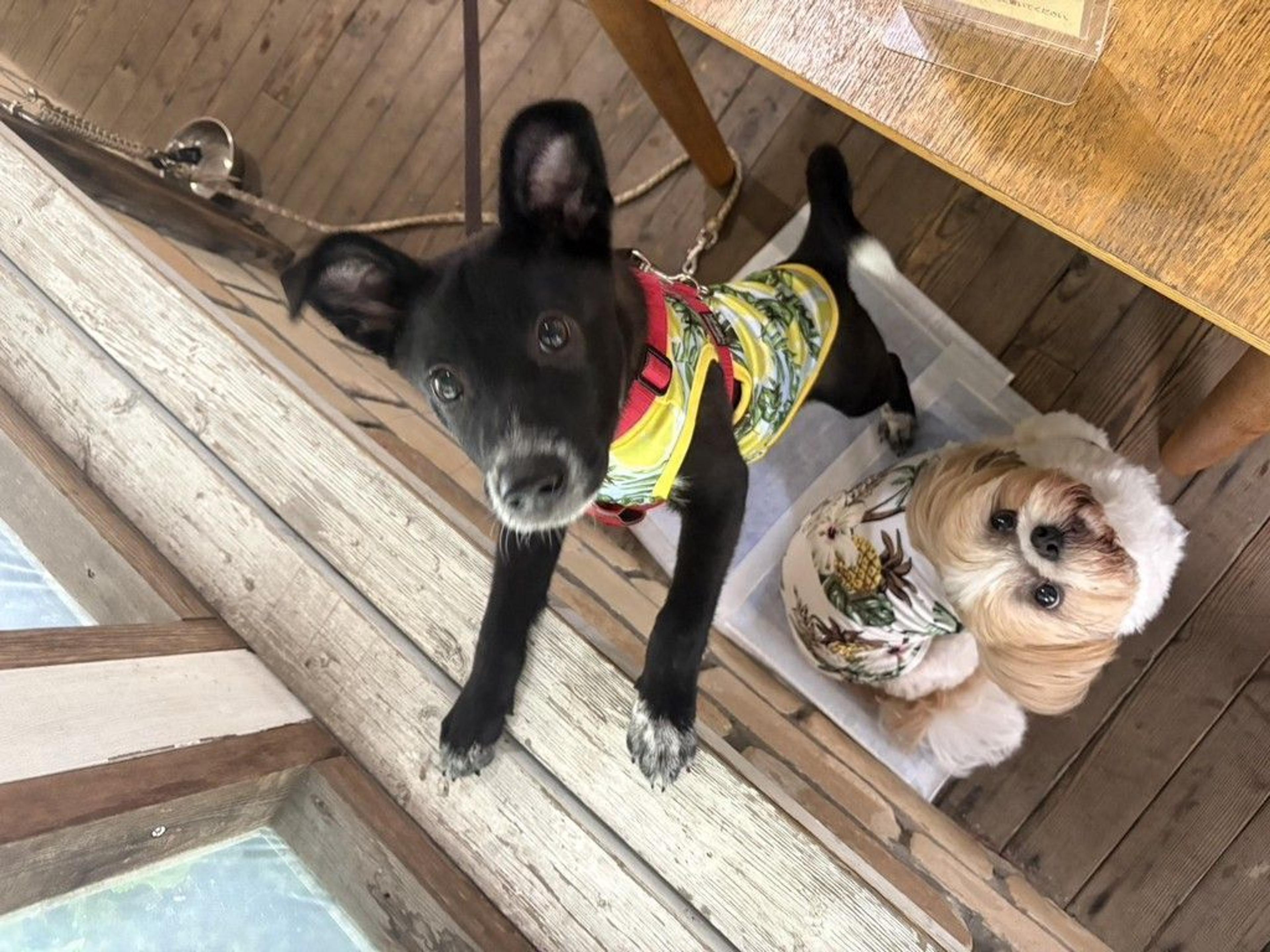 pet-image-4