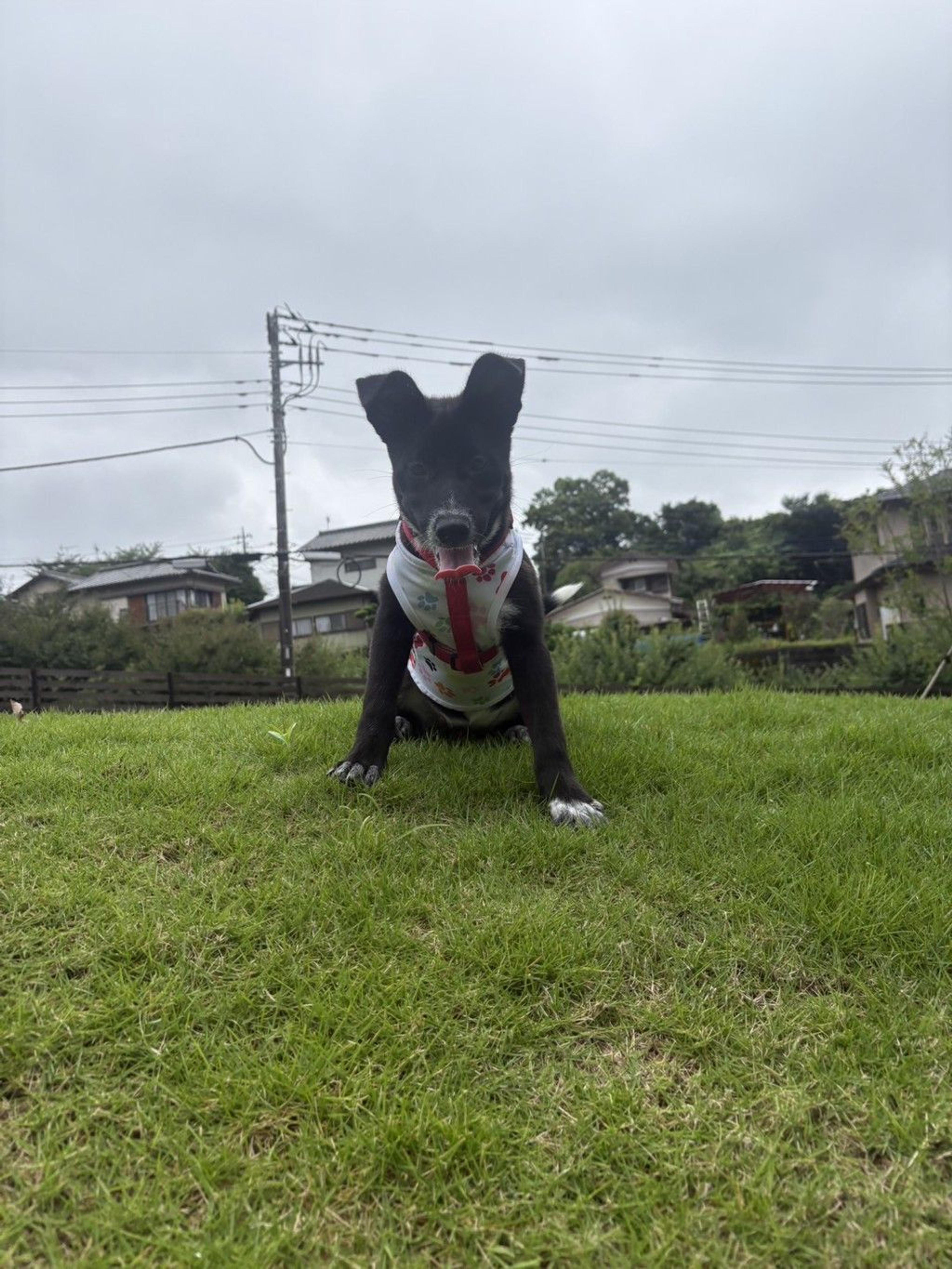 pet-image-9