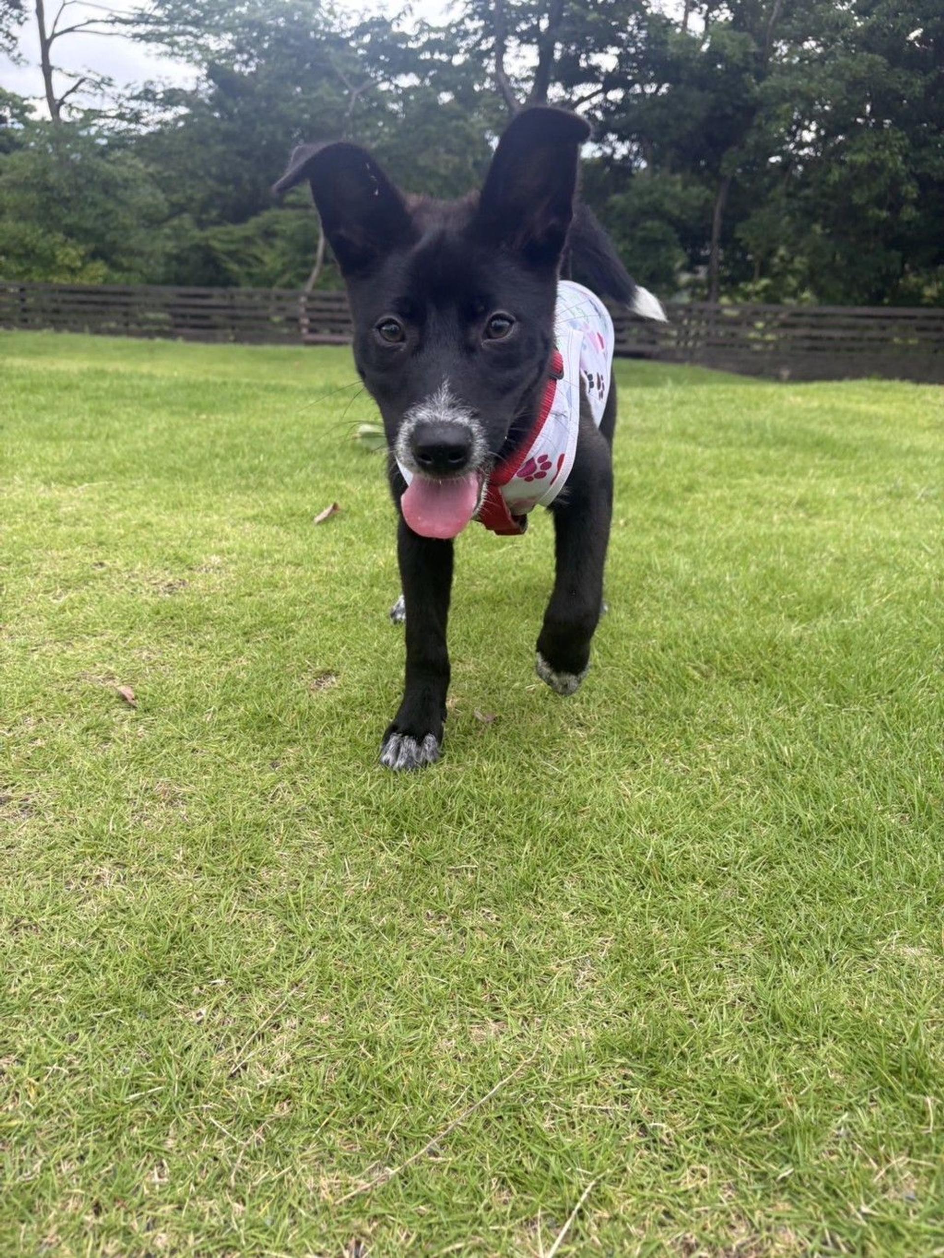 pet-image-10