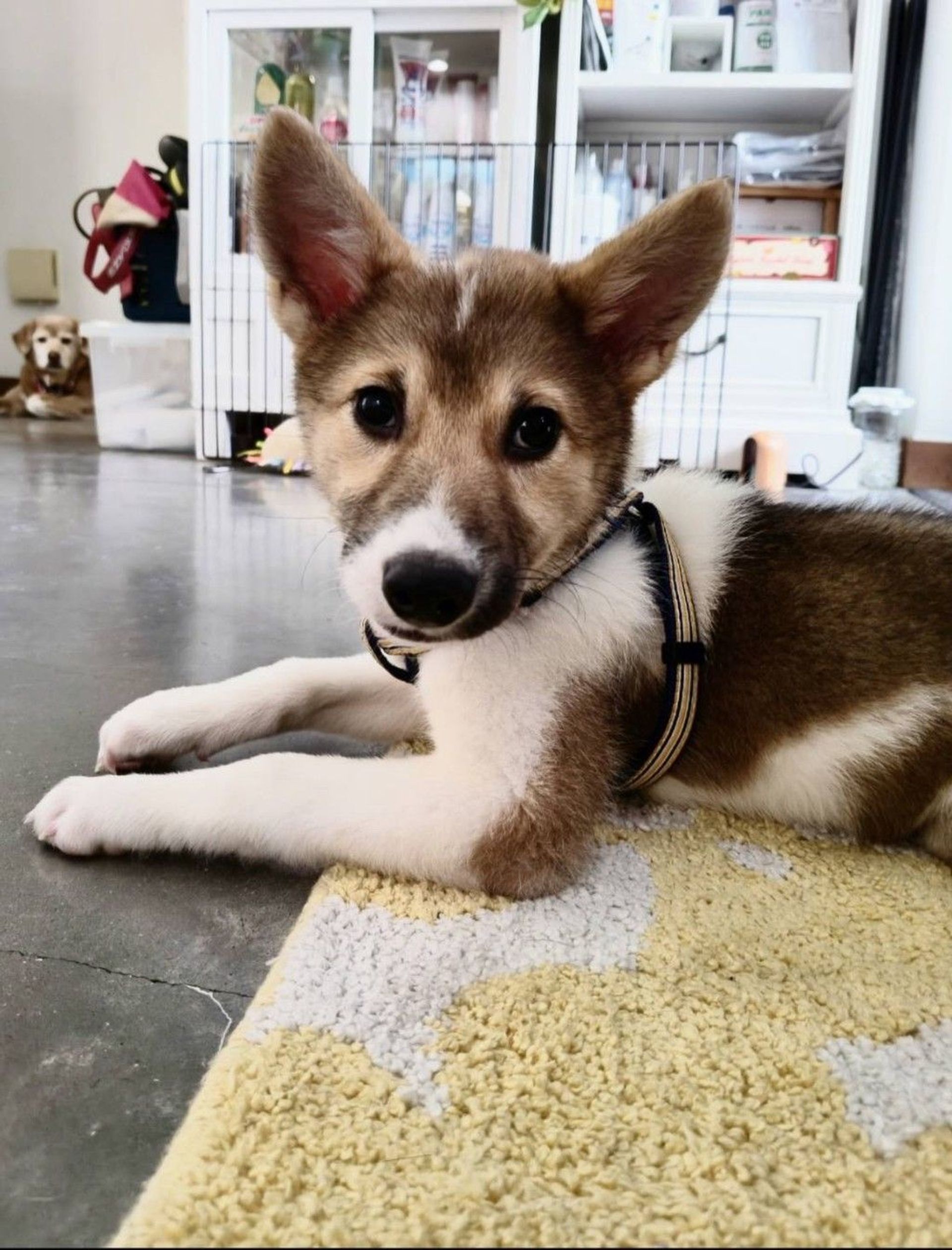 雑種（ミックス犬）・メスの里親募集の写真