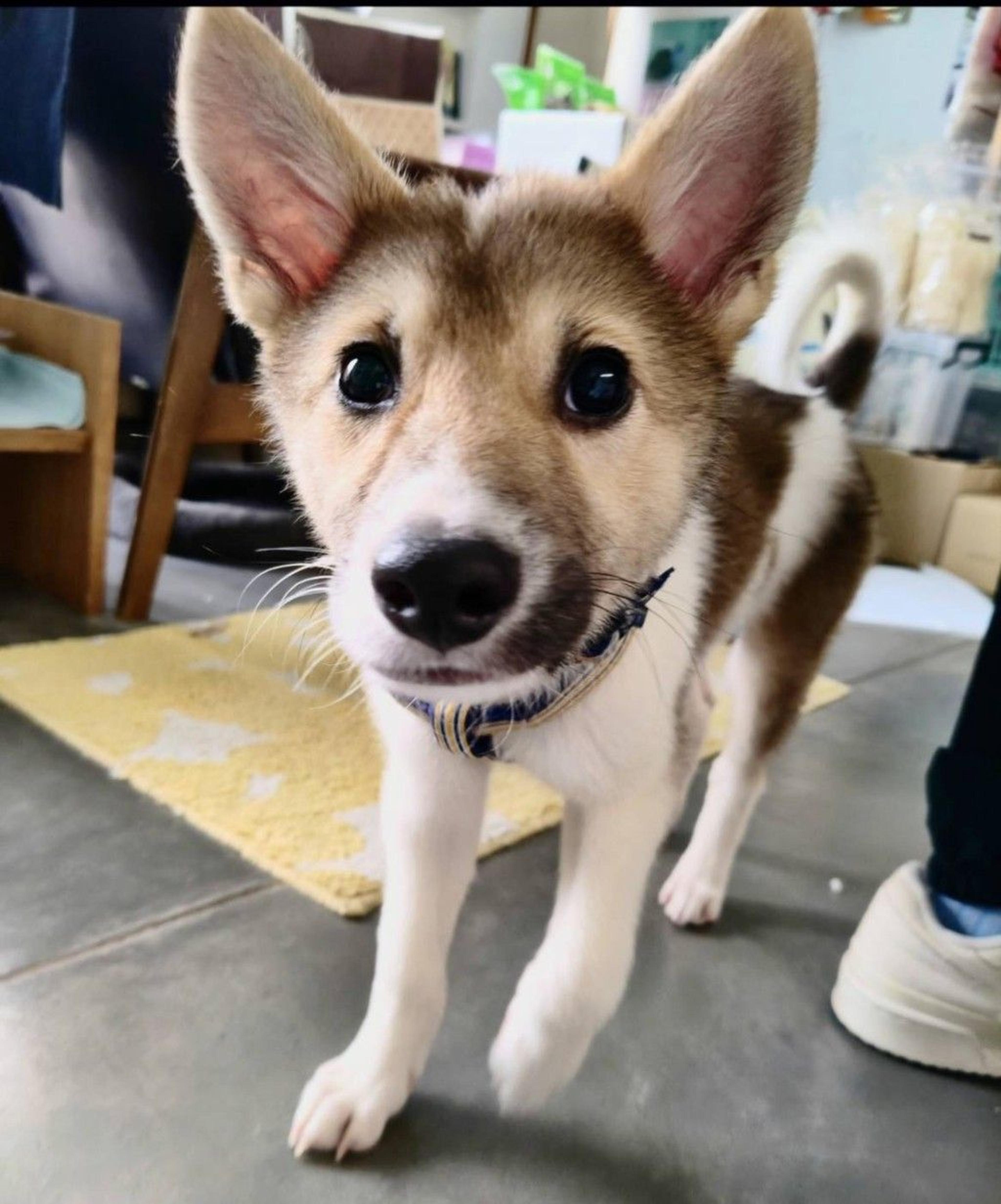 pet-image-2