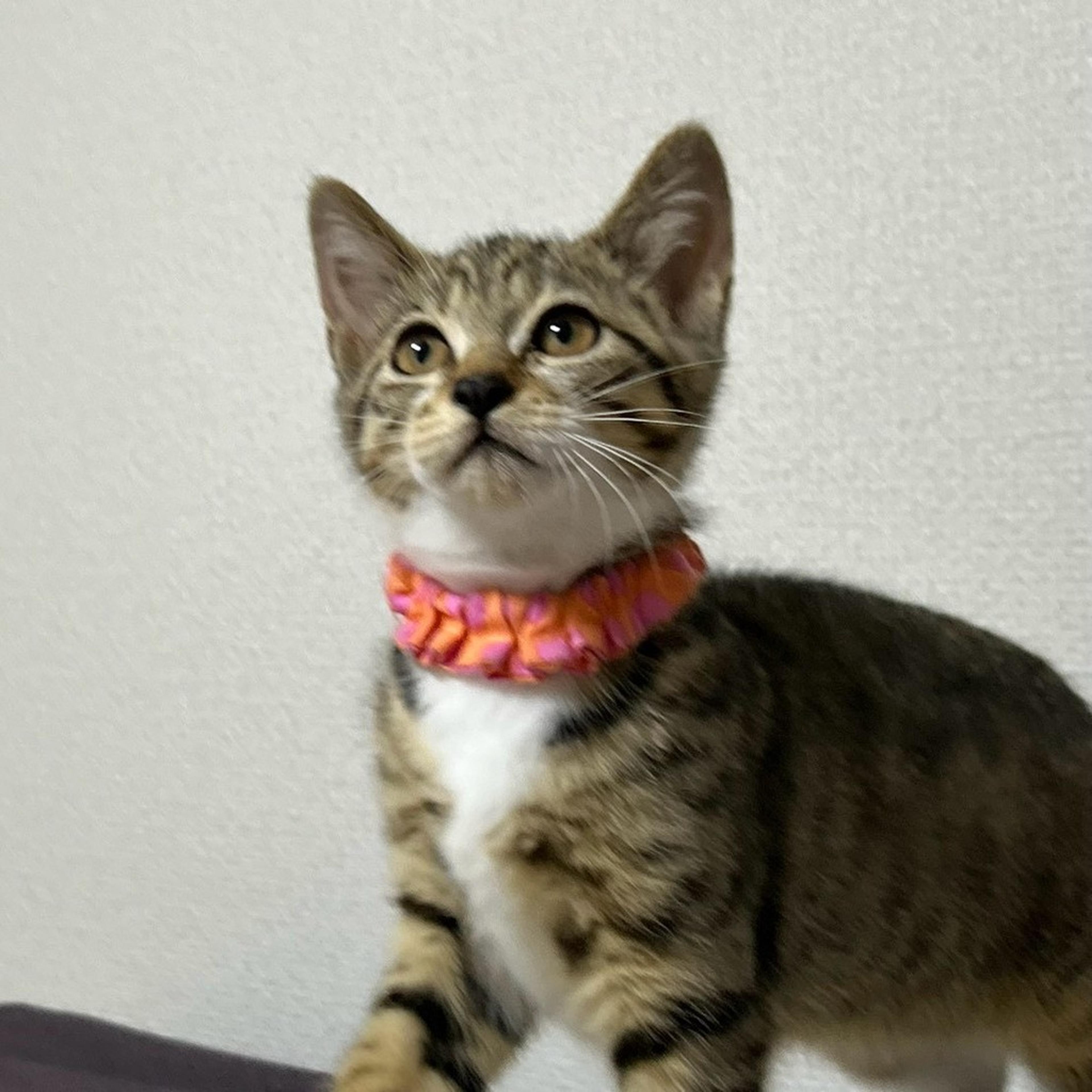 pet-image-6