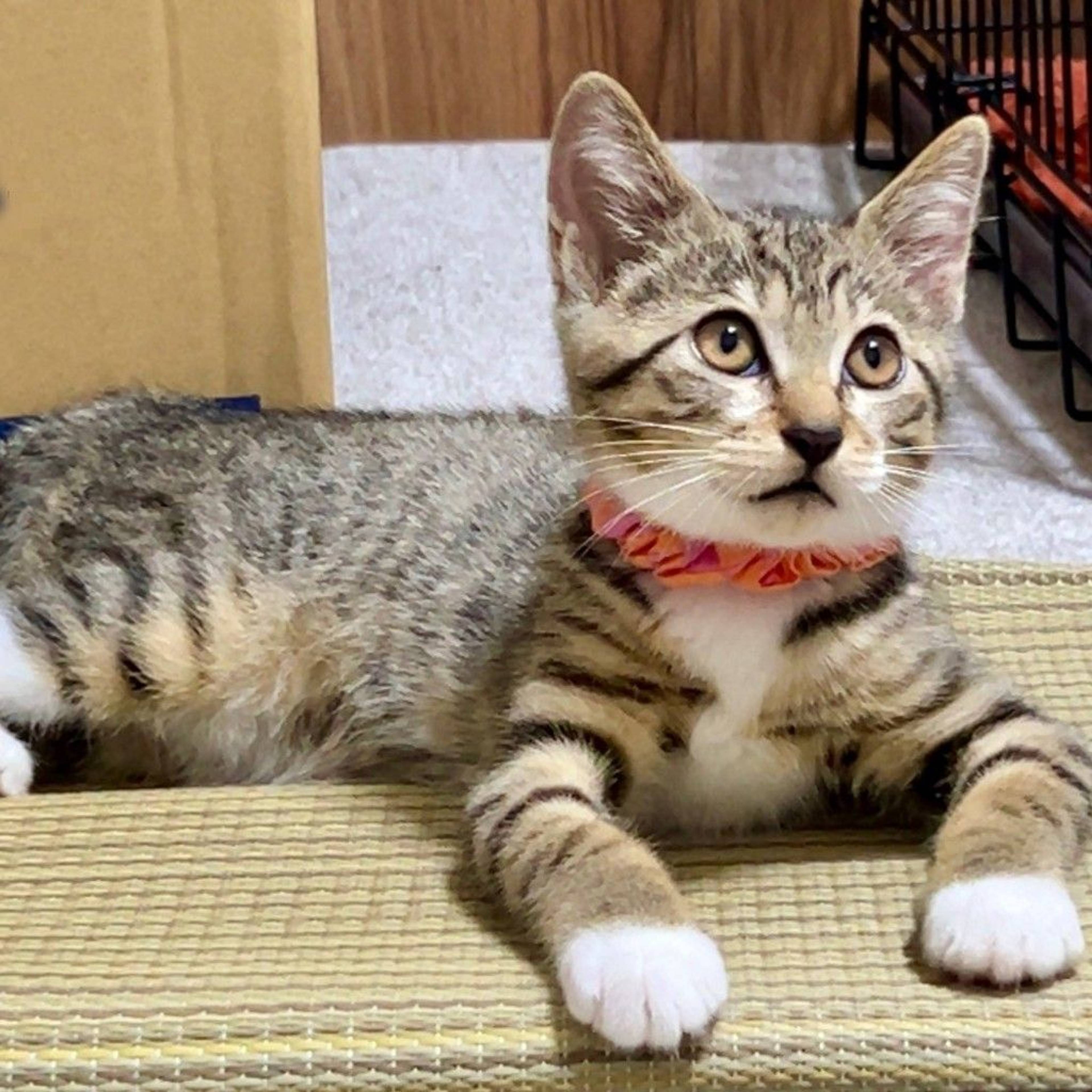 雑種（ミックス猫）・メスの里親募集の写真