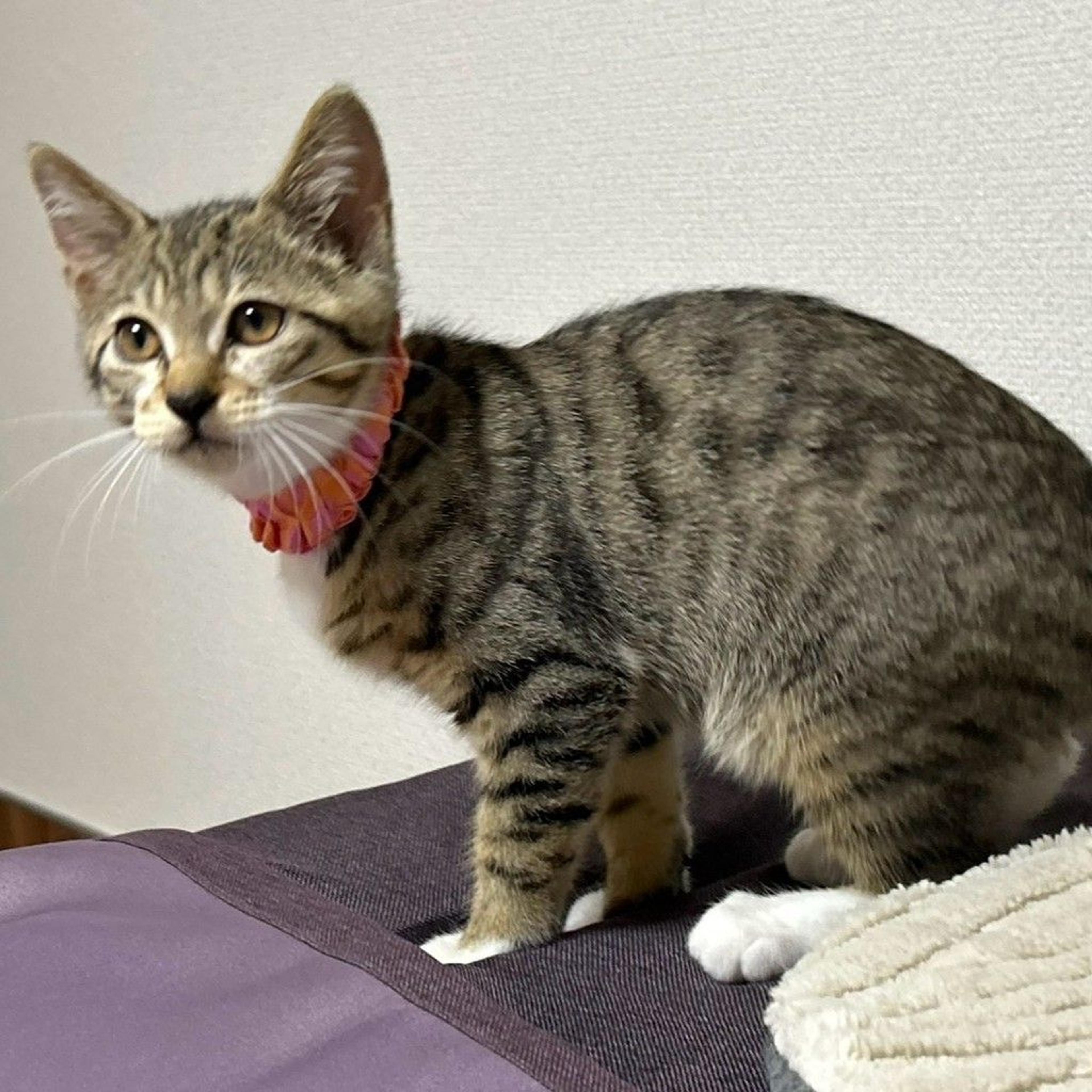 pet-image-4