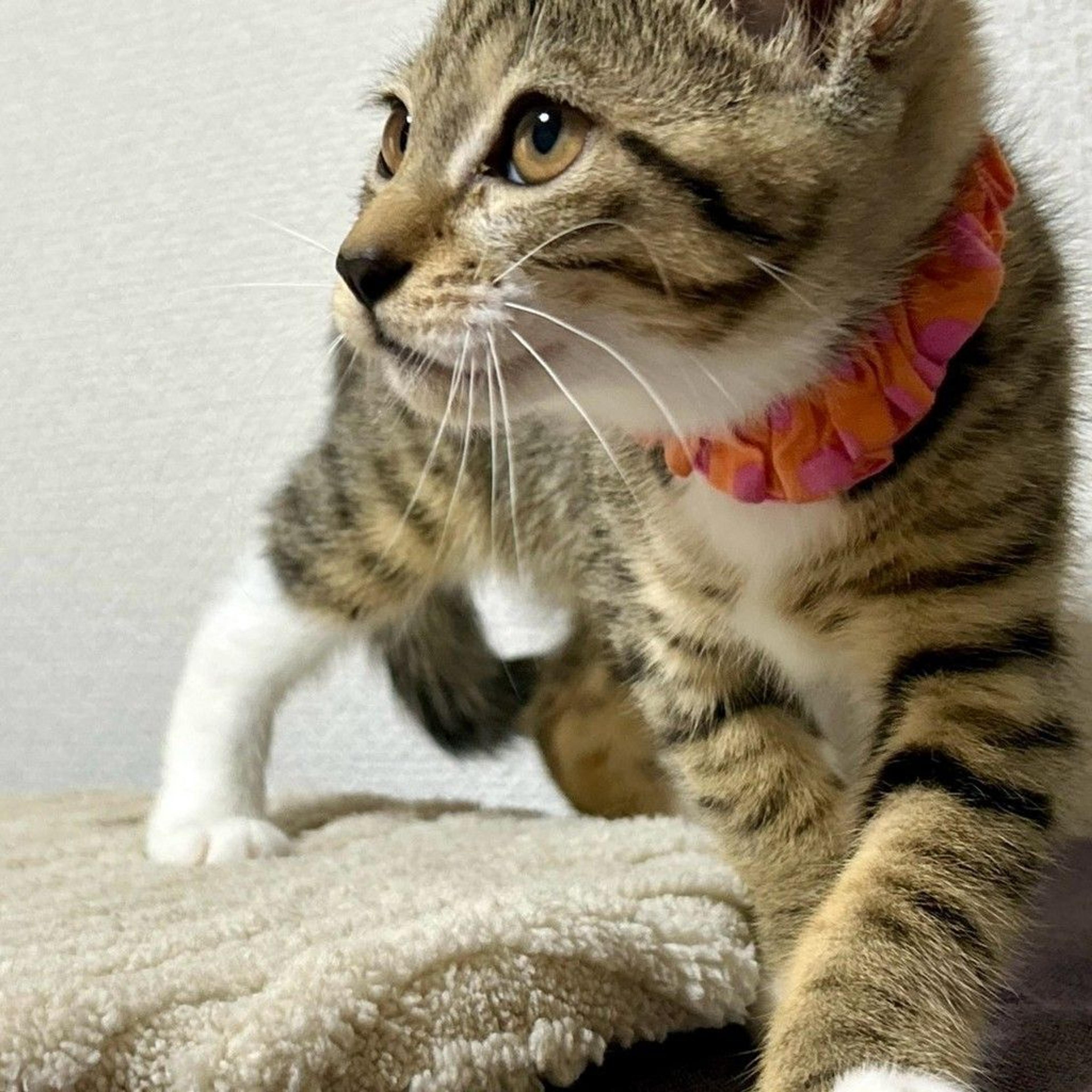 pet-image-7