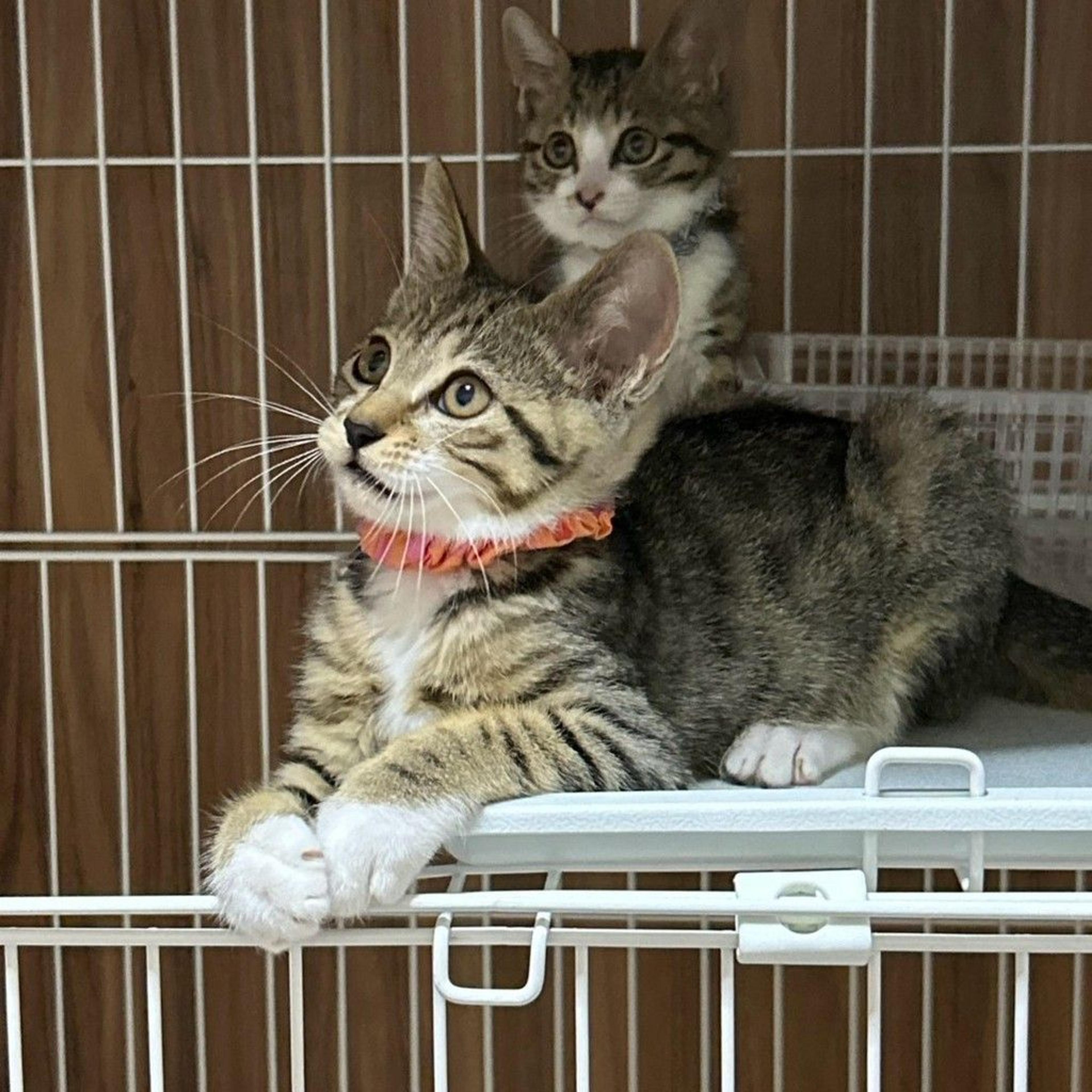 pet-image-8