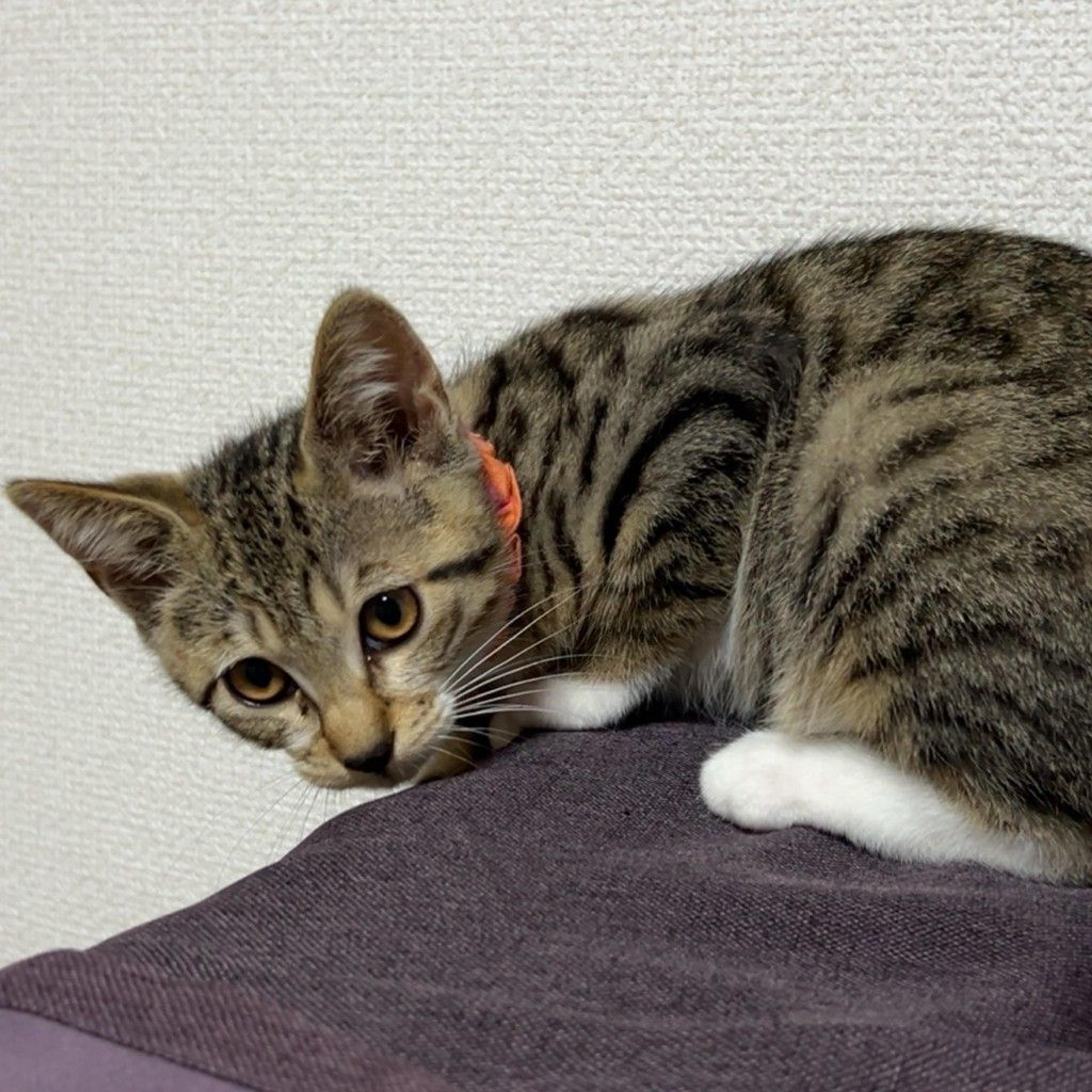 pet-image-9