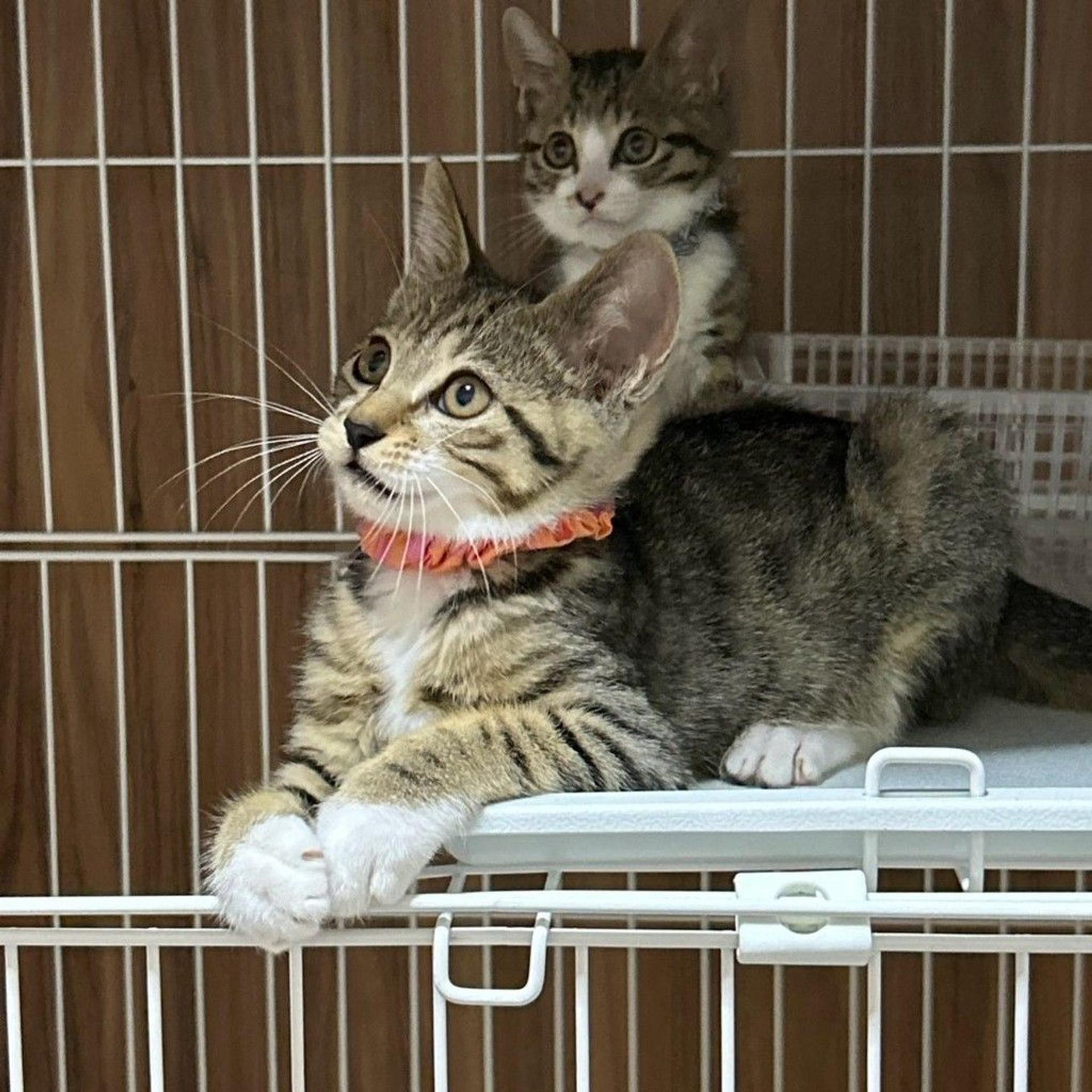 pet-image-8