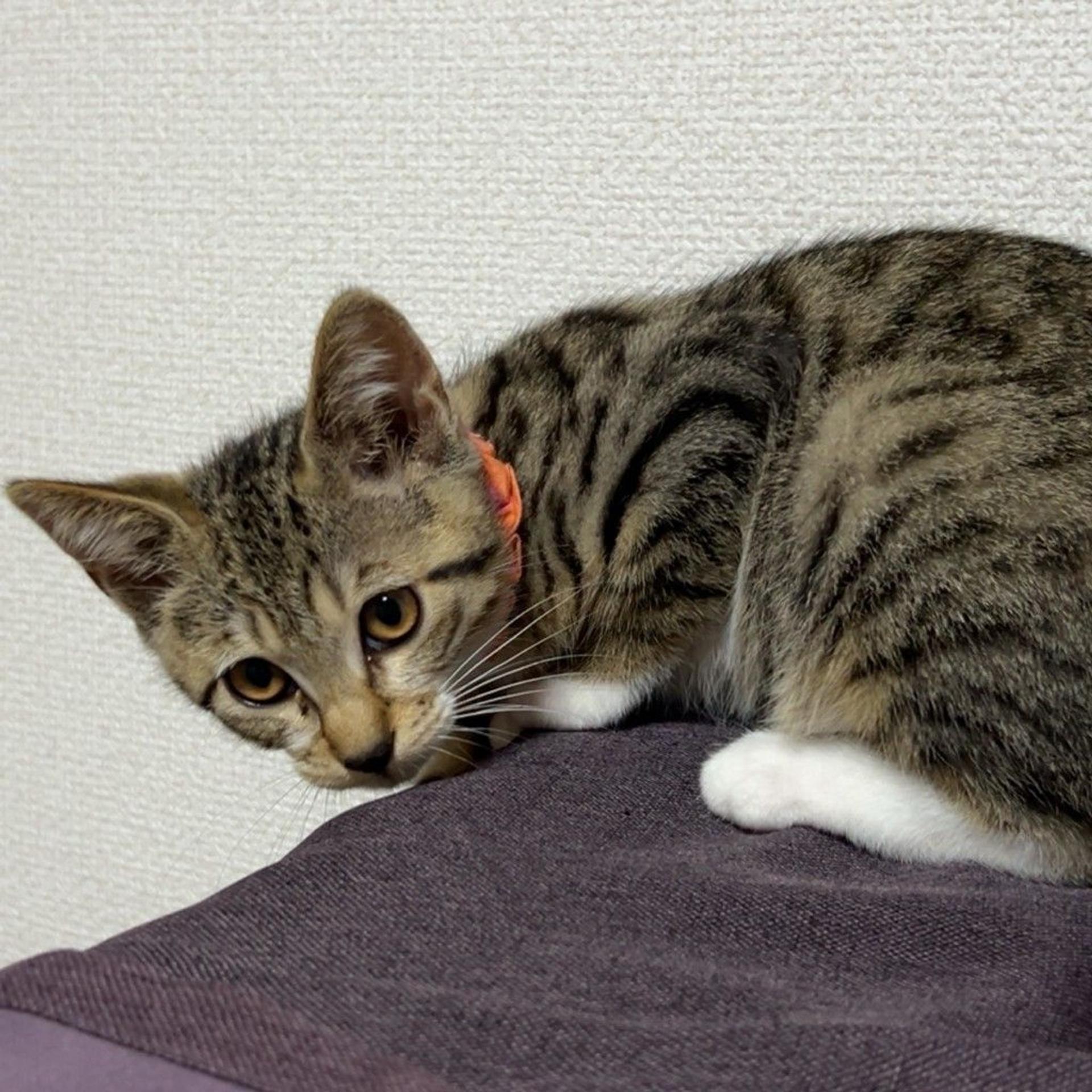 pet-image-9