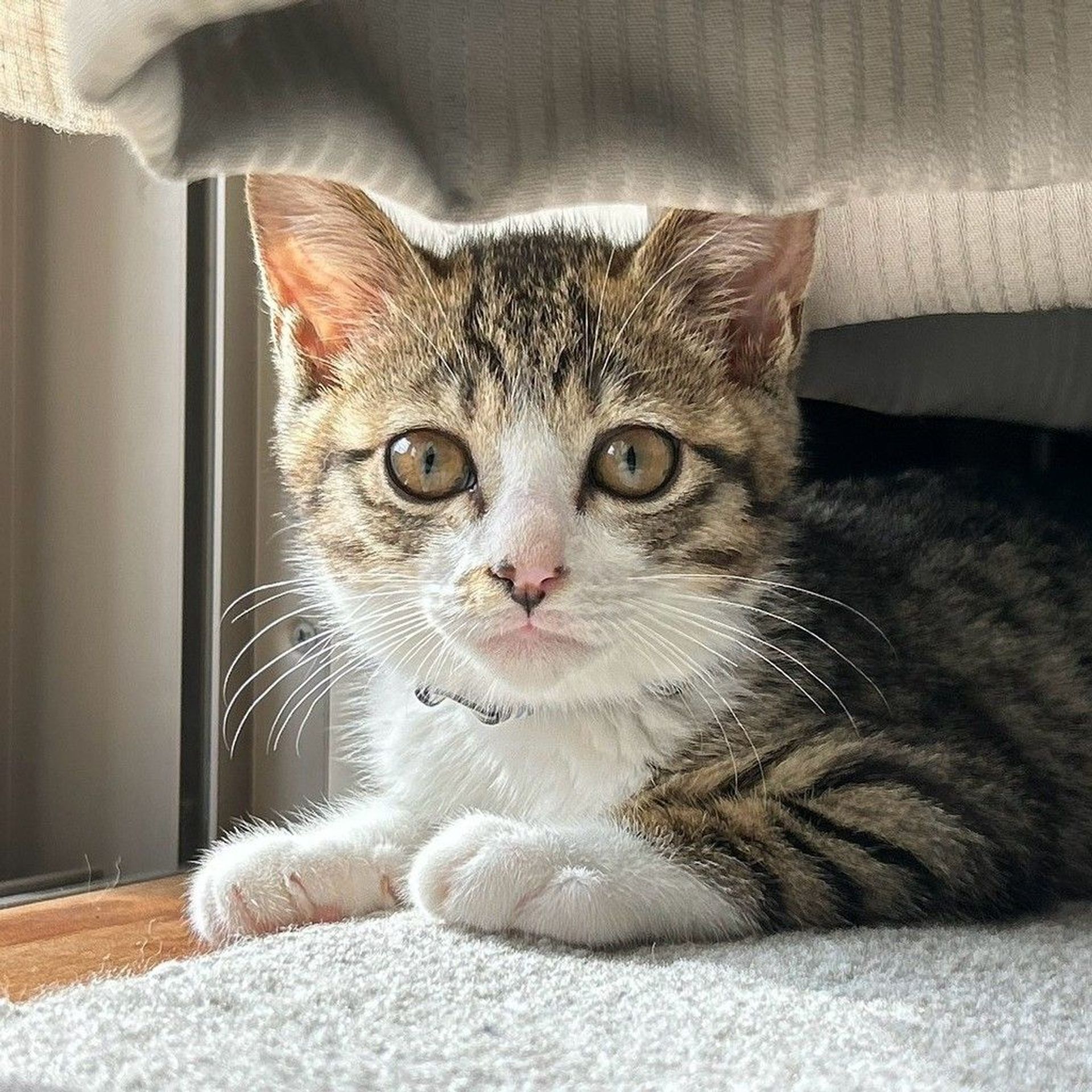 雑種（ミックス猫）・オスの里親募集の写真