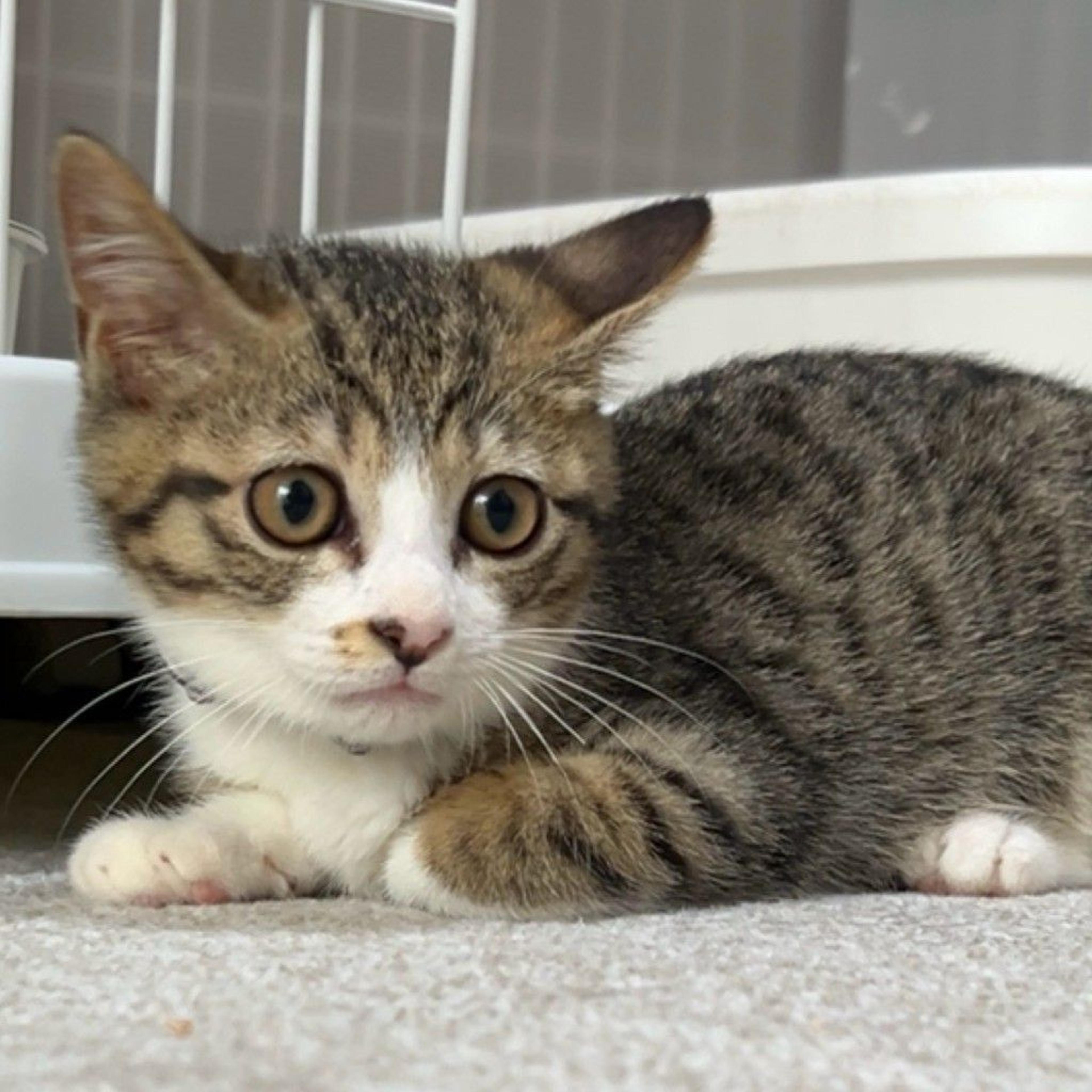 pet-image-3