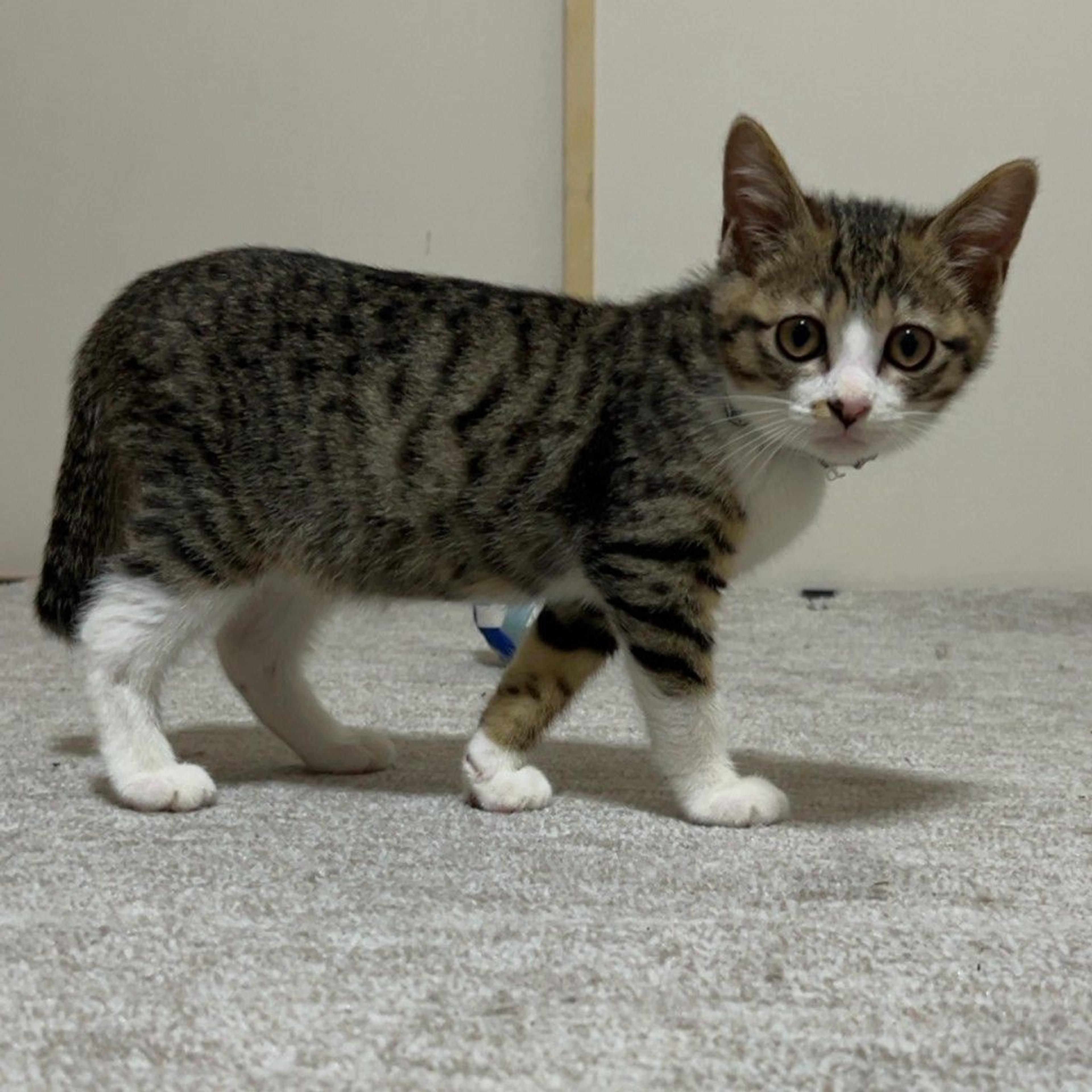 pet-image-4