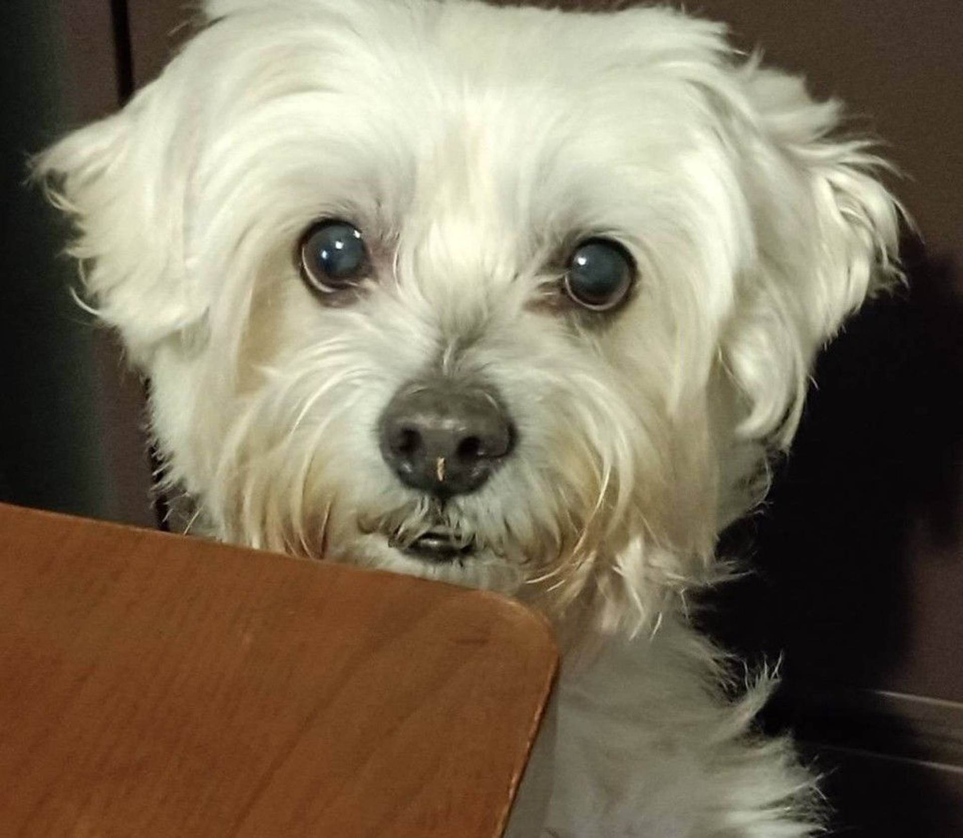 雑種（ミックス犬）・オスの里親募集の写真