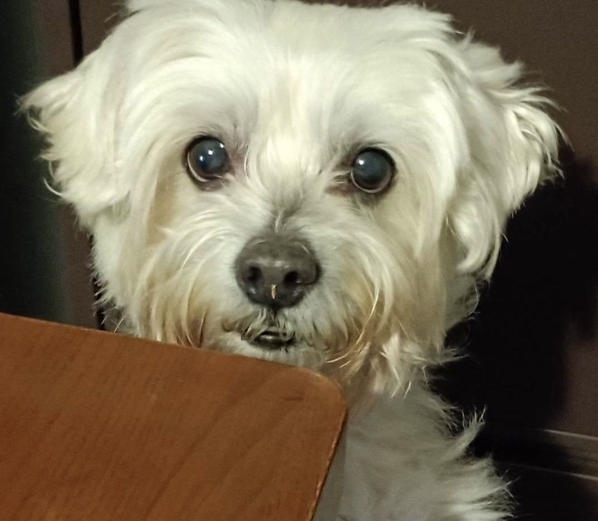 雑種（ミックス犬）・オスの里親募集の写真