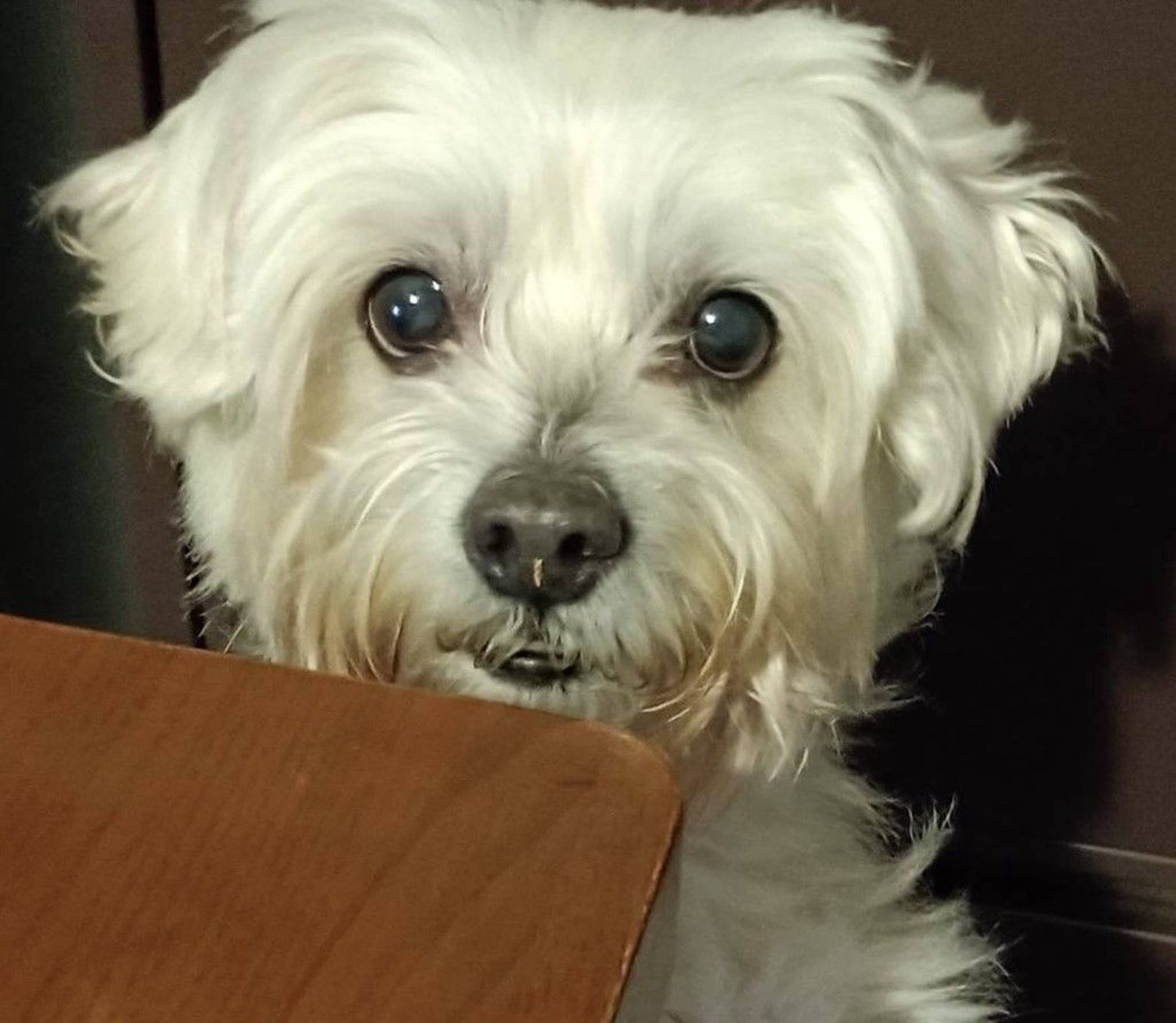 雑種（ミックス犬）・オスの里親募集の写真