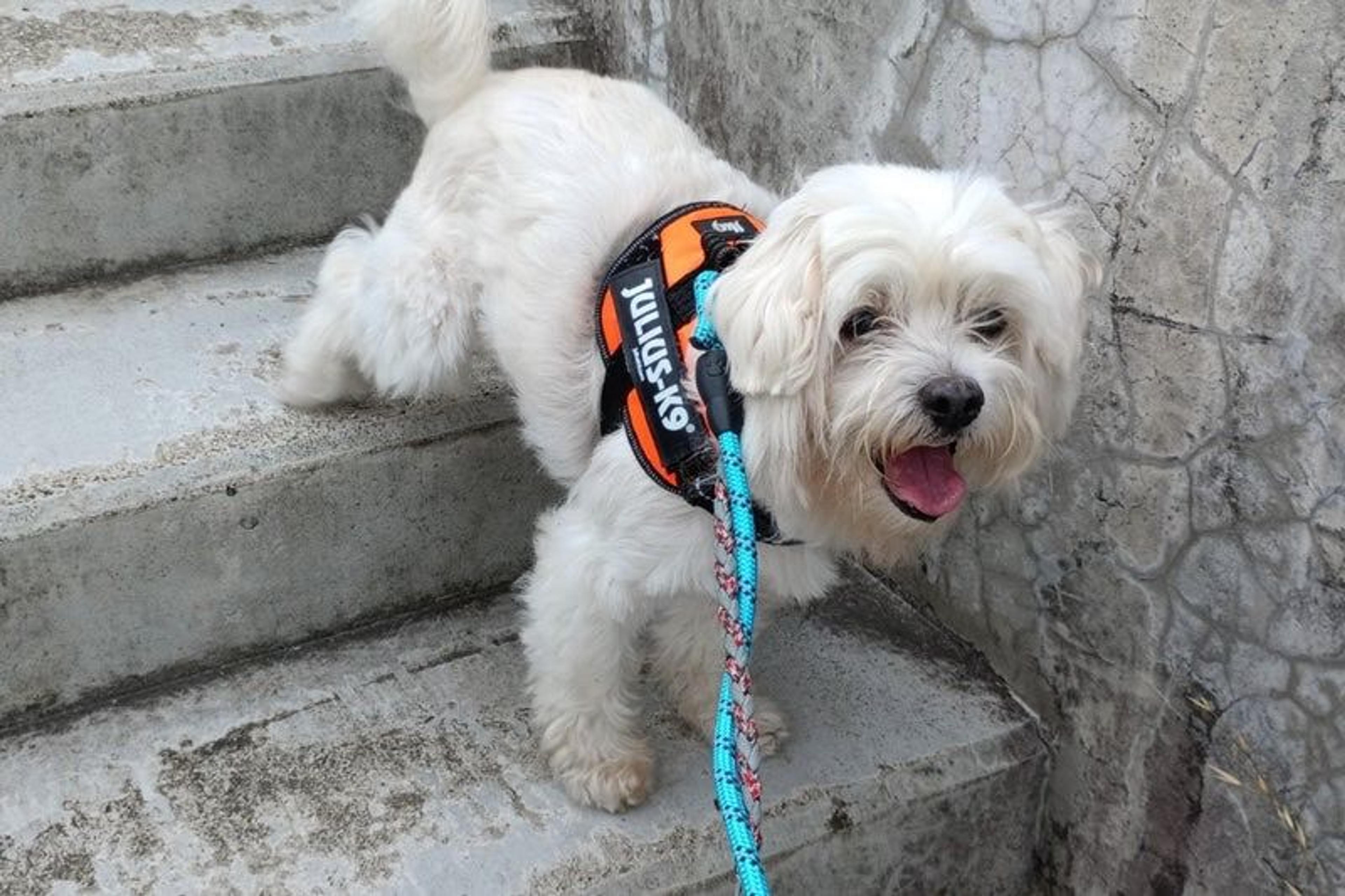 pet-image-2