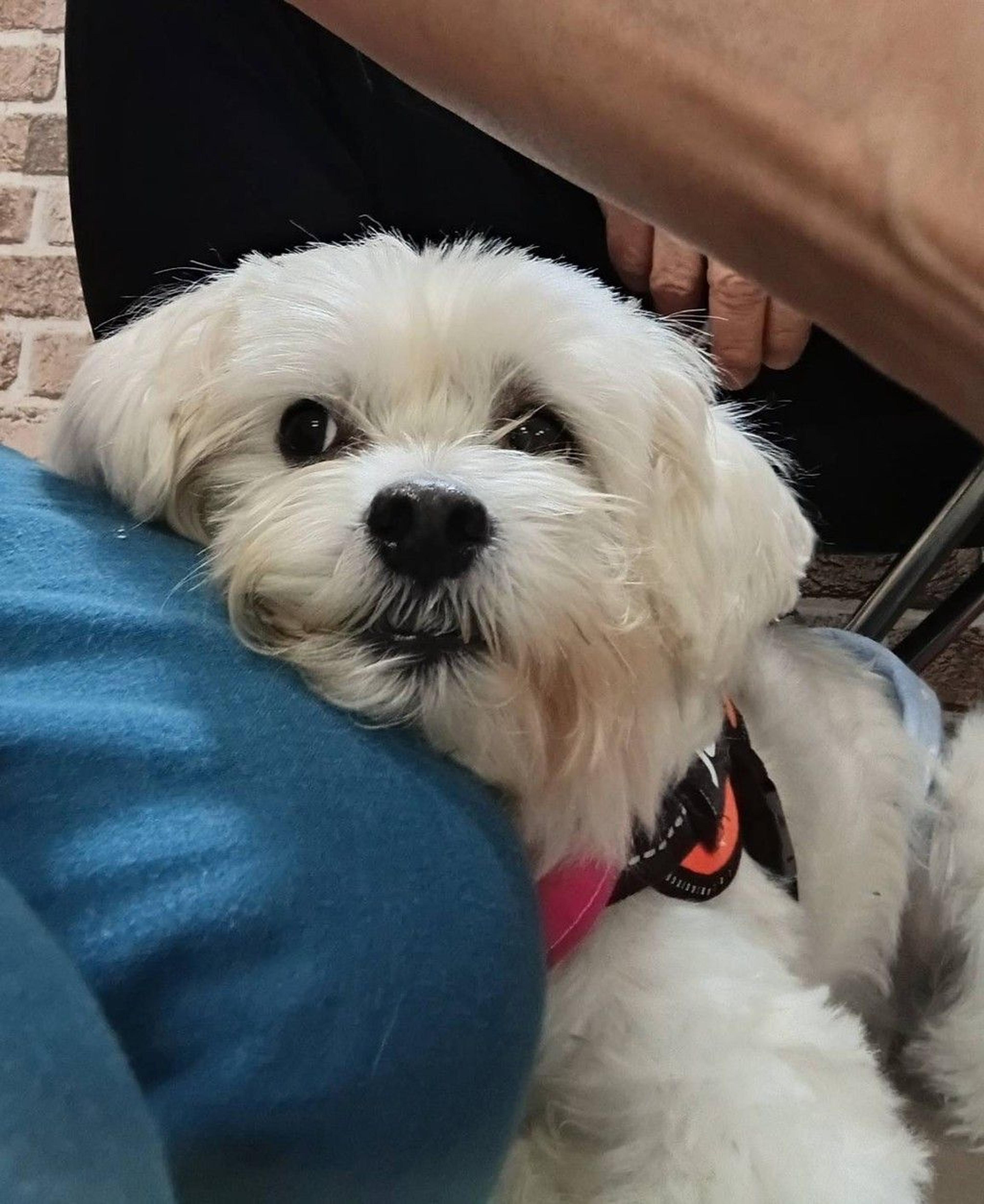 pet-image-4