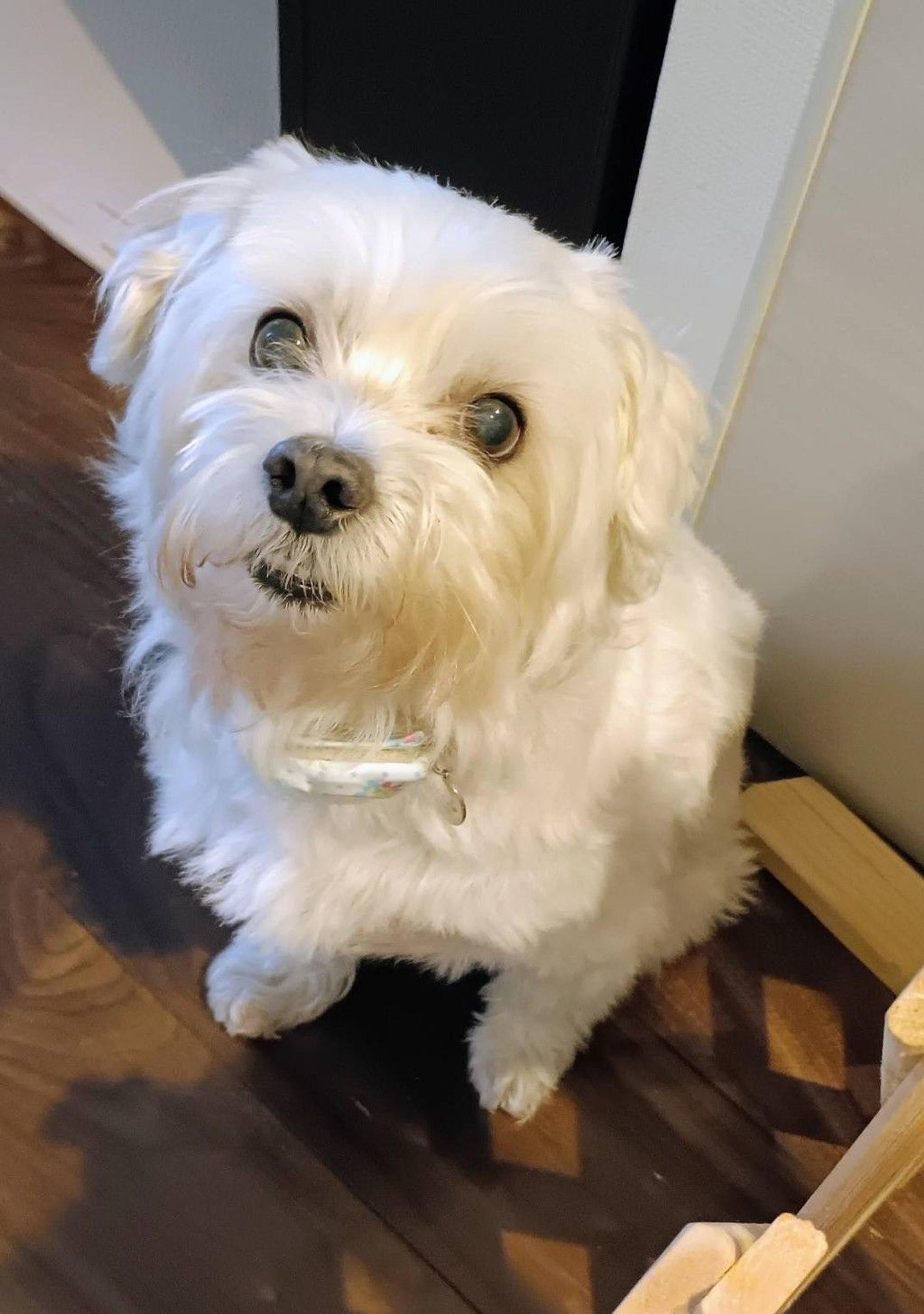 pet-image-5
