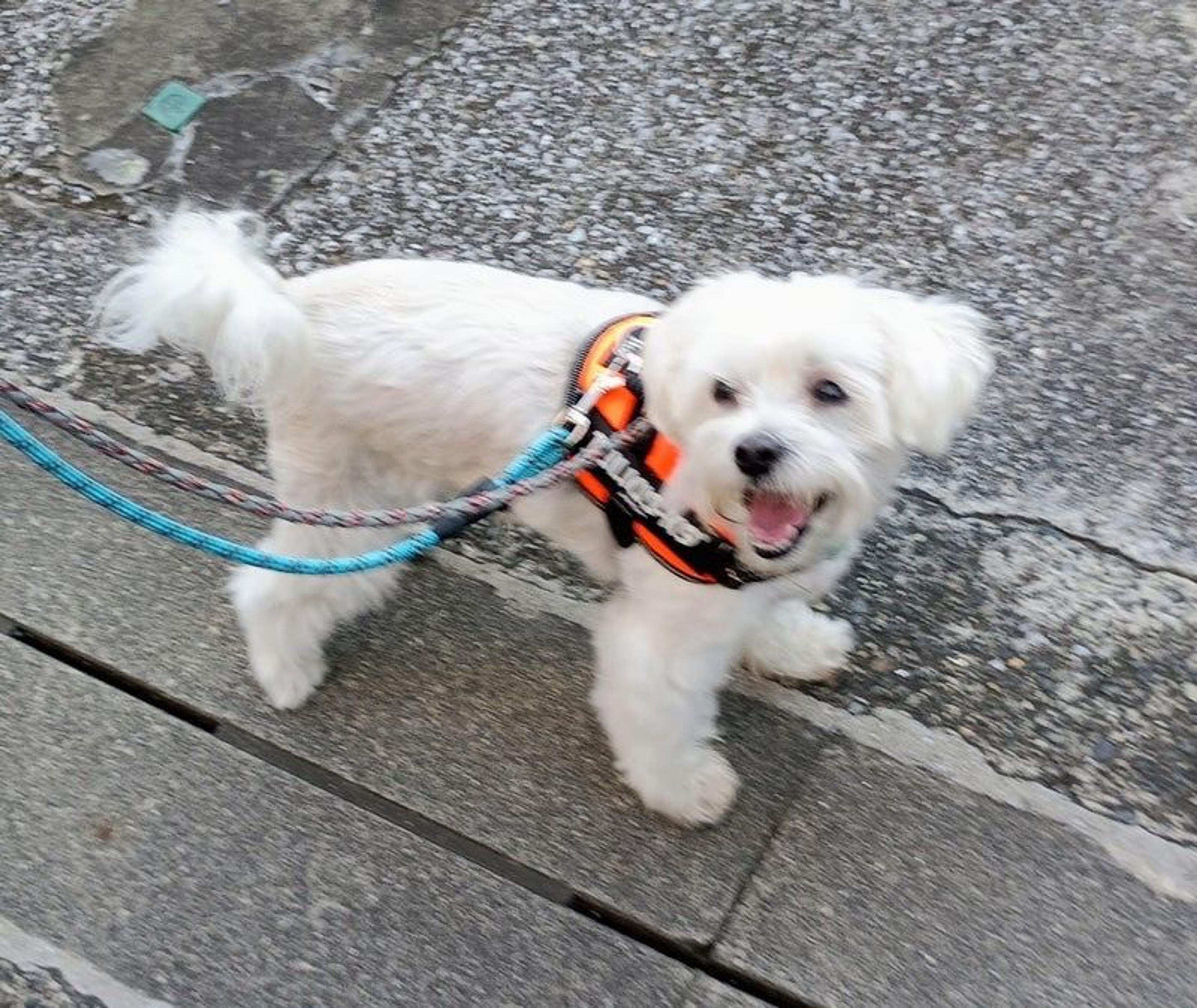 pet-image-7
