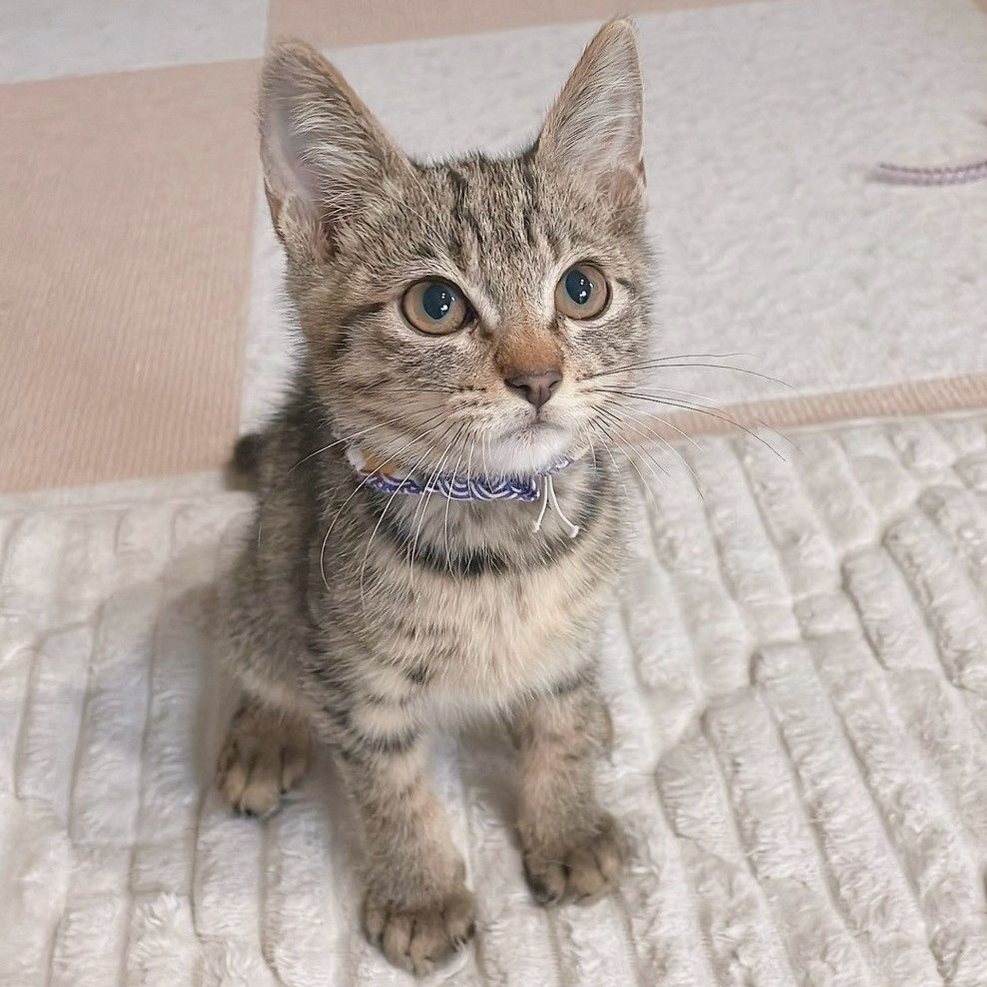 雑種（ミックス猫）・オスの里親募集の写真