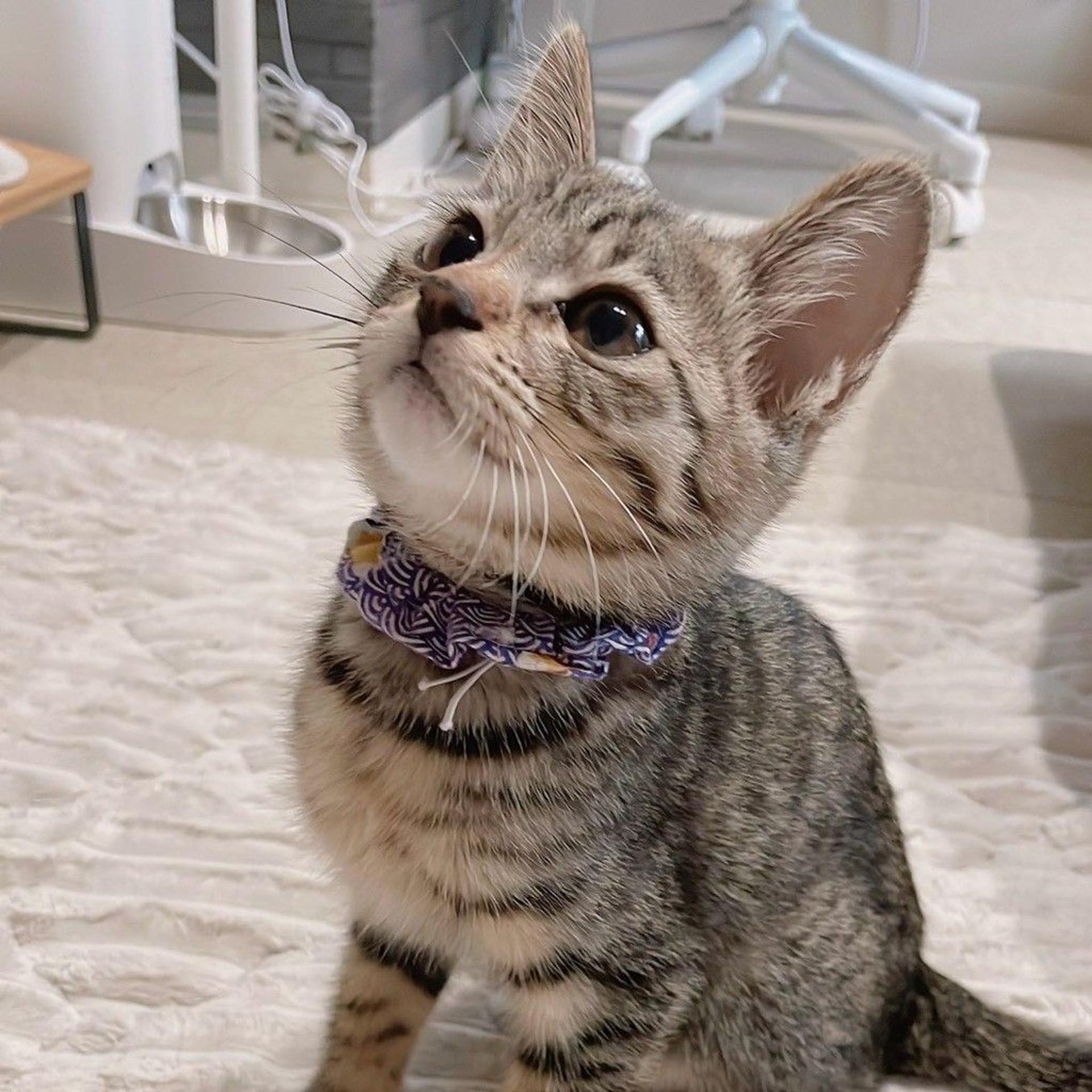 pet-image-3