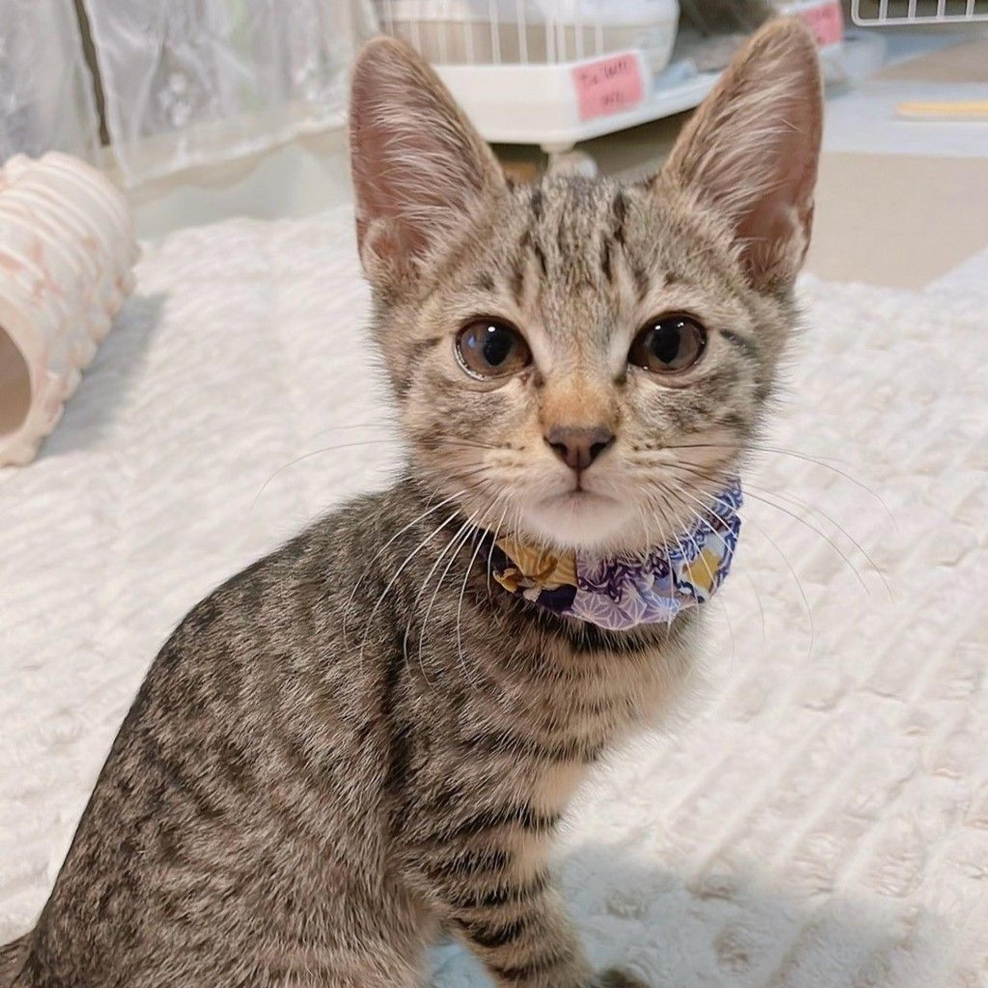 pet-image-5