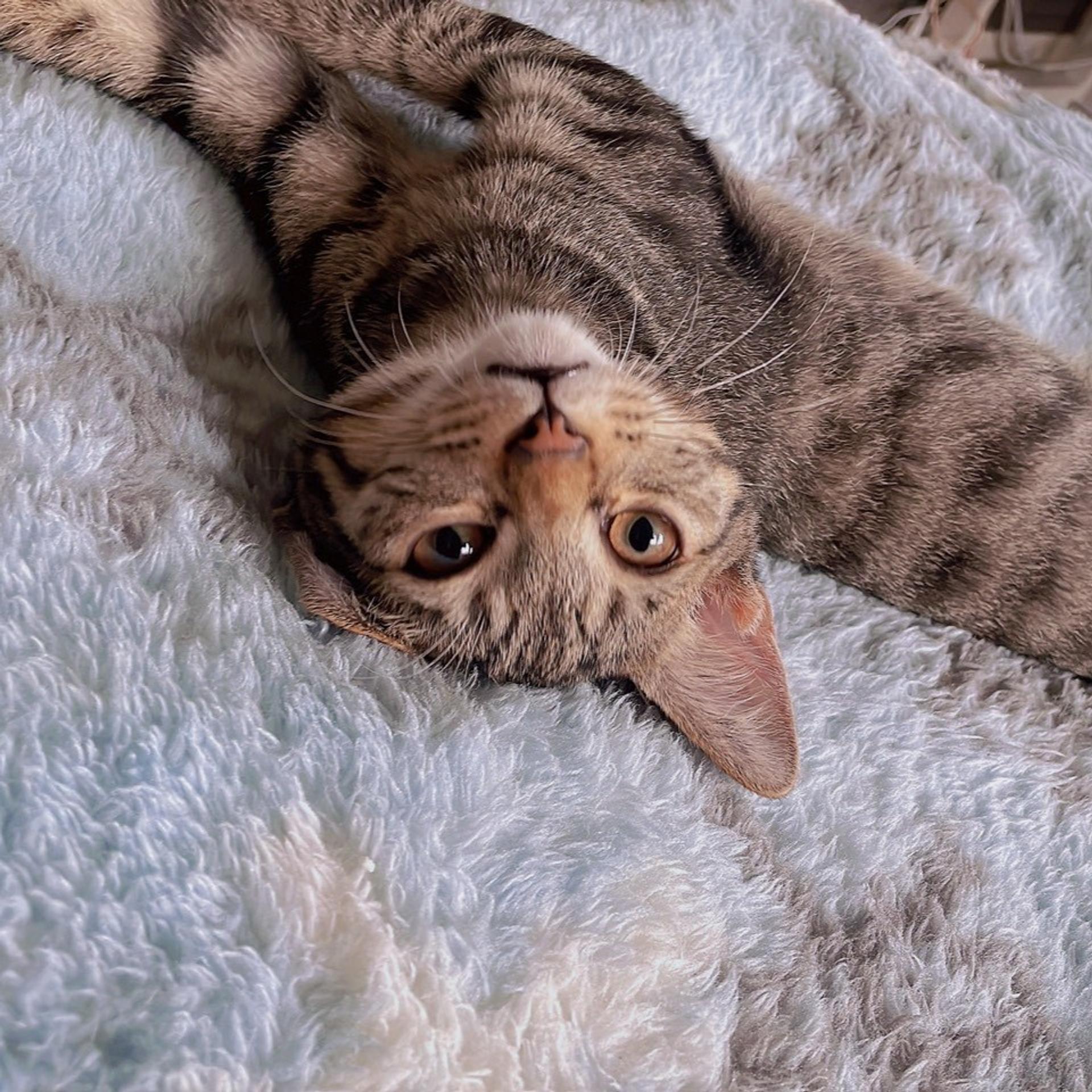 pet-image-2