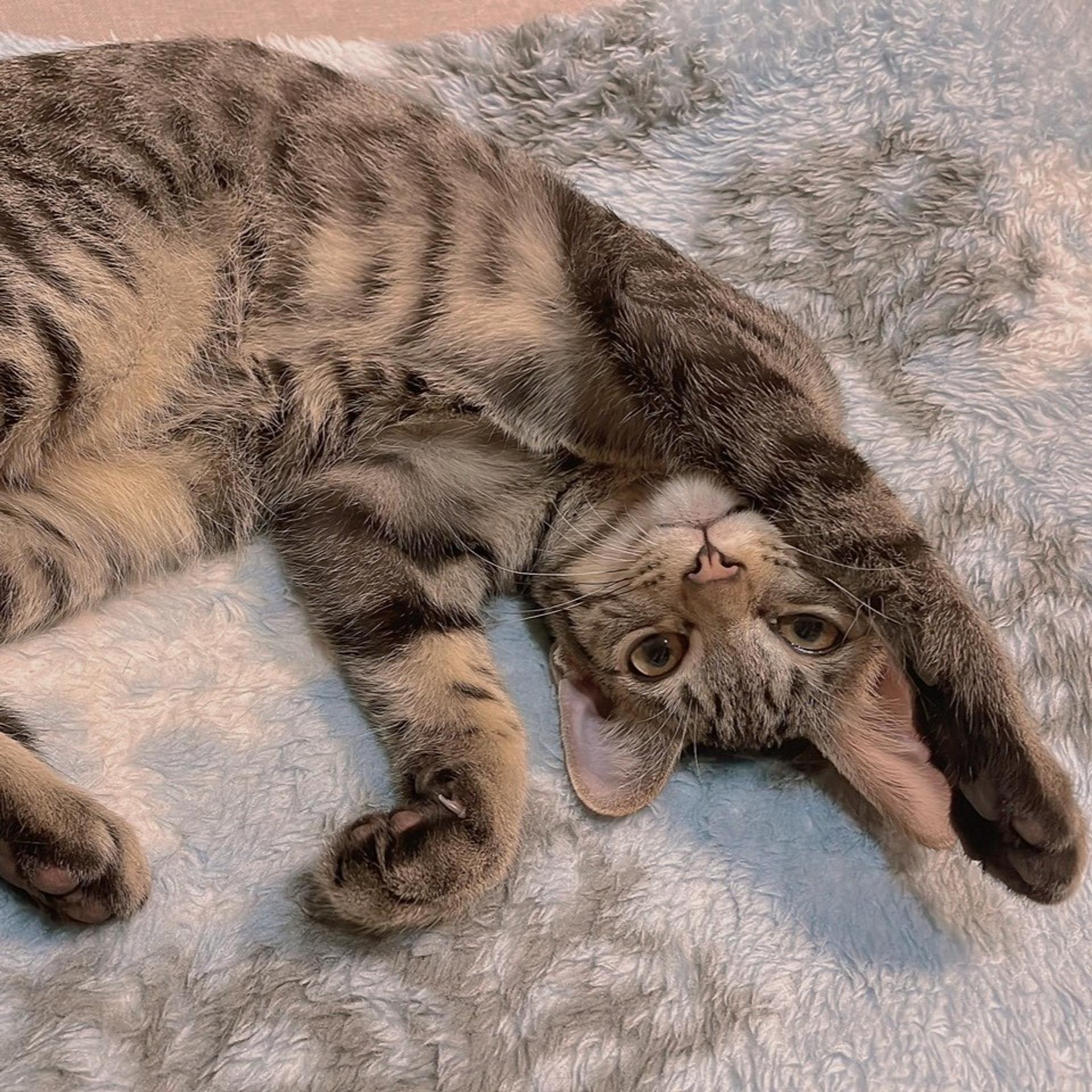 pet-image-3