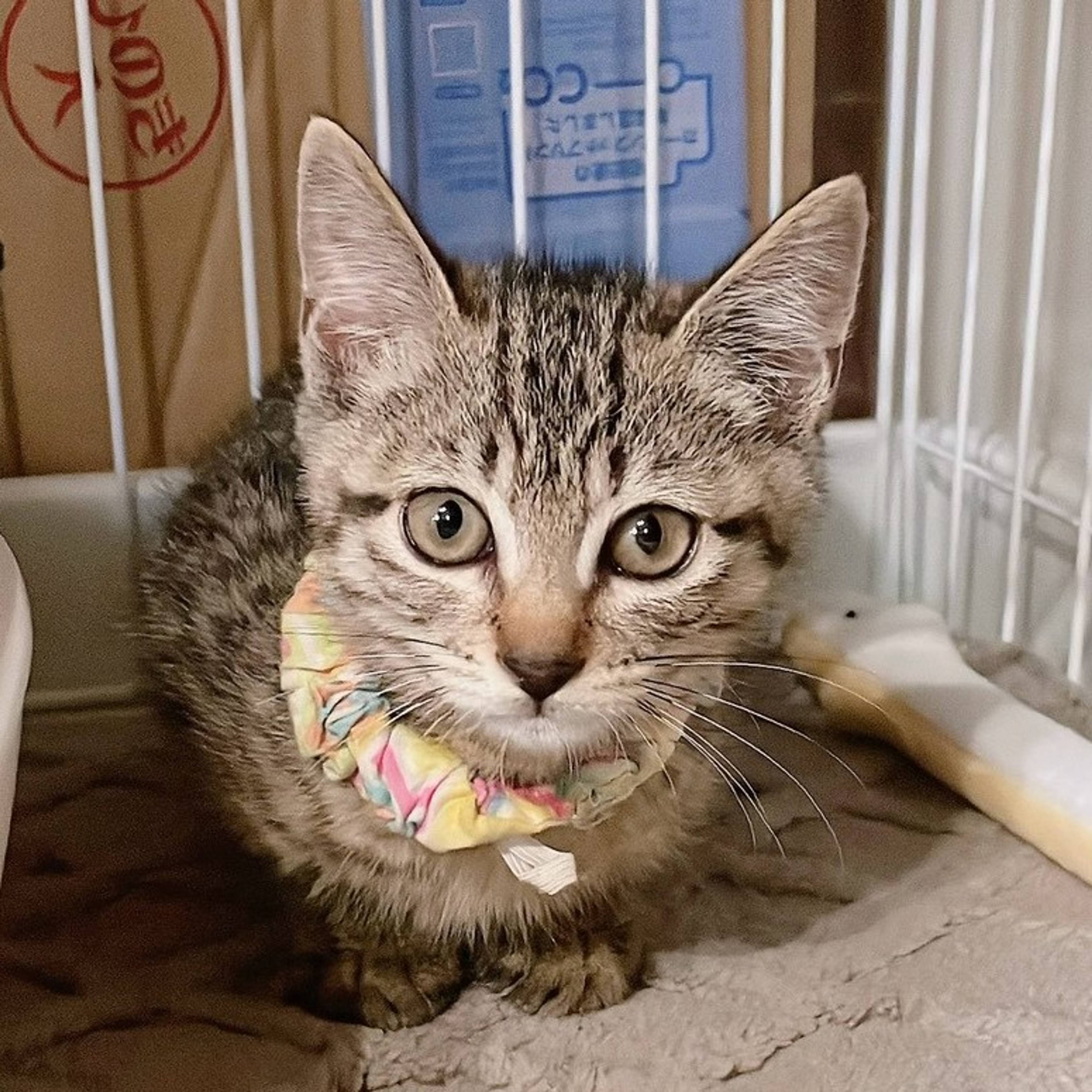 雑種（ミックス猫）・メスの里親募集の写真